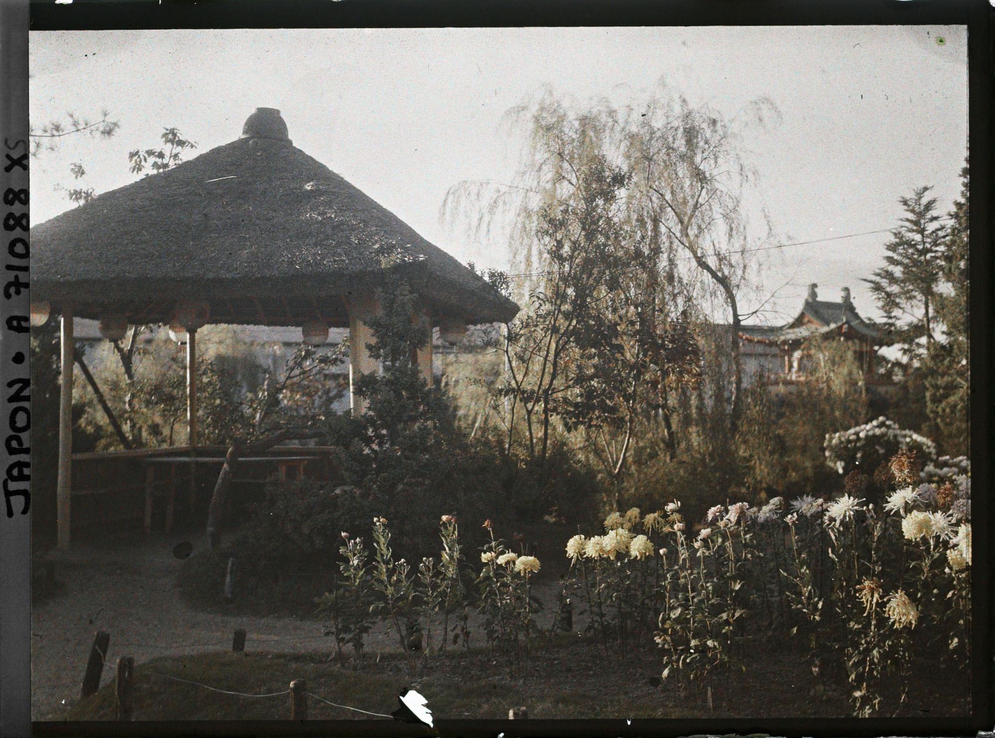 Image représentant Chrysanthèmes et kiosque dans un parc
