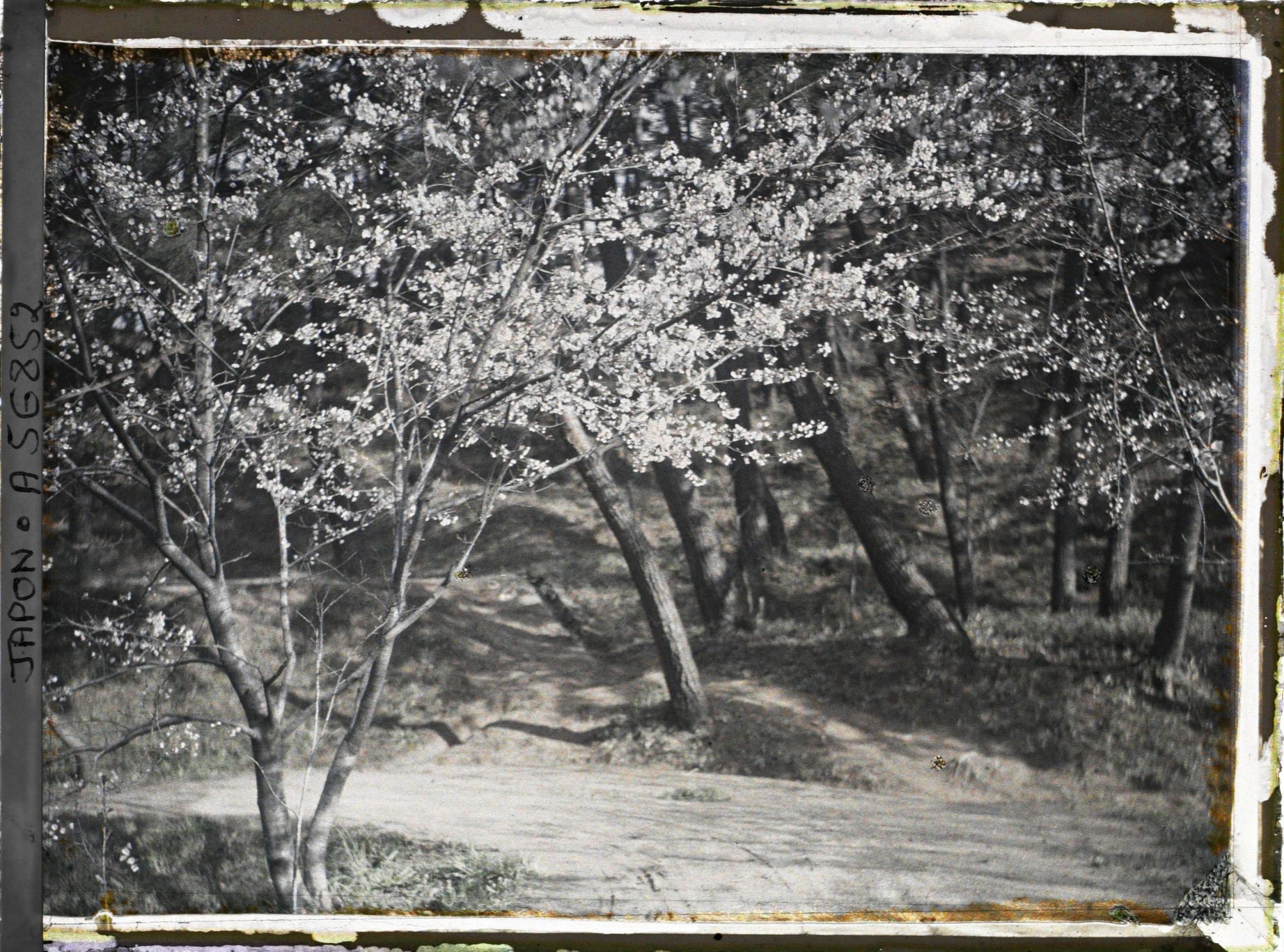 Image représentant Cerisiers en fleurs