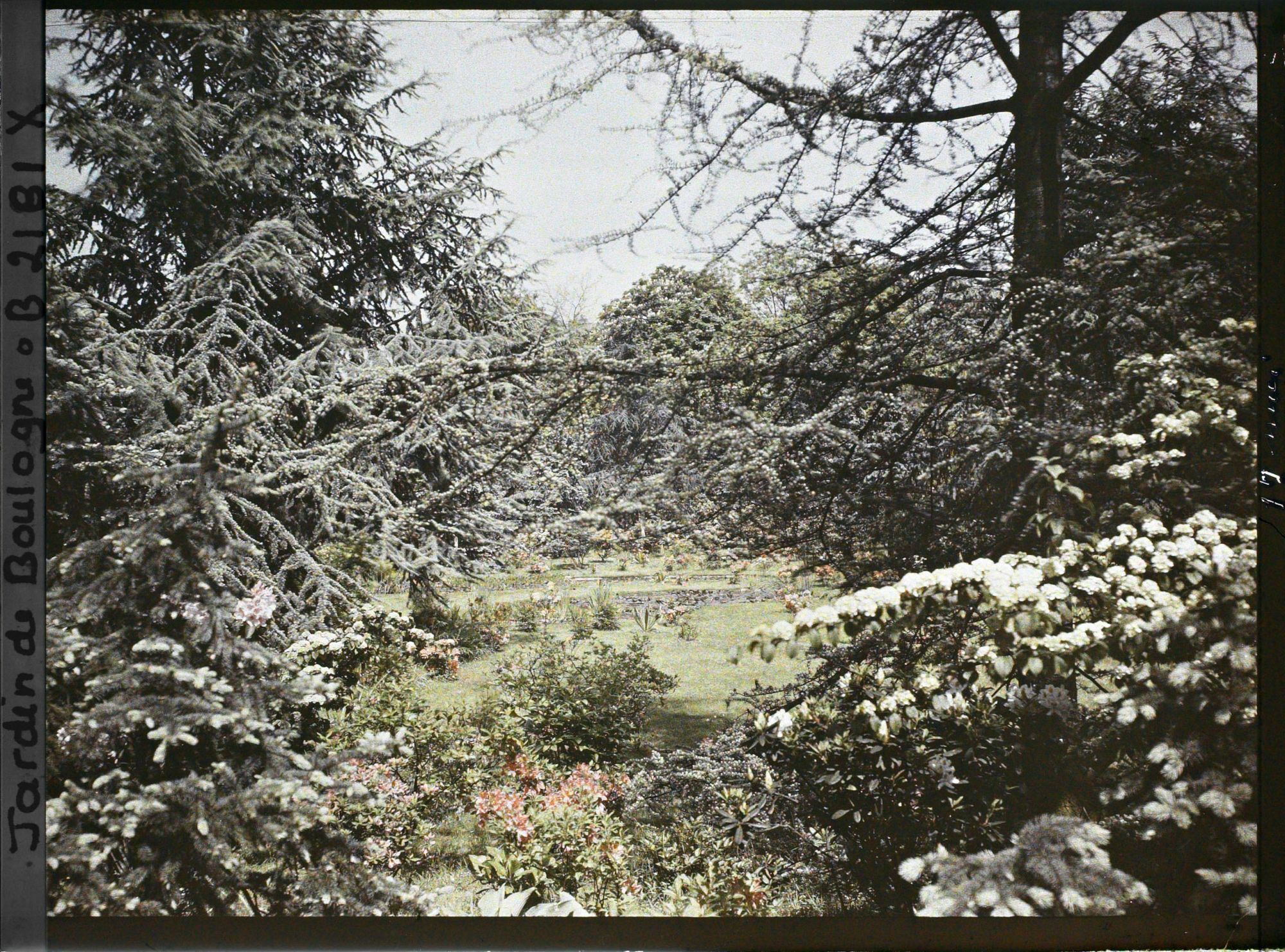 Image représentant Fenêtre de branchages et d'arbustes en fleurs, ouvrant vers le nord, sur la partie est du marais