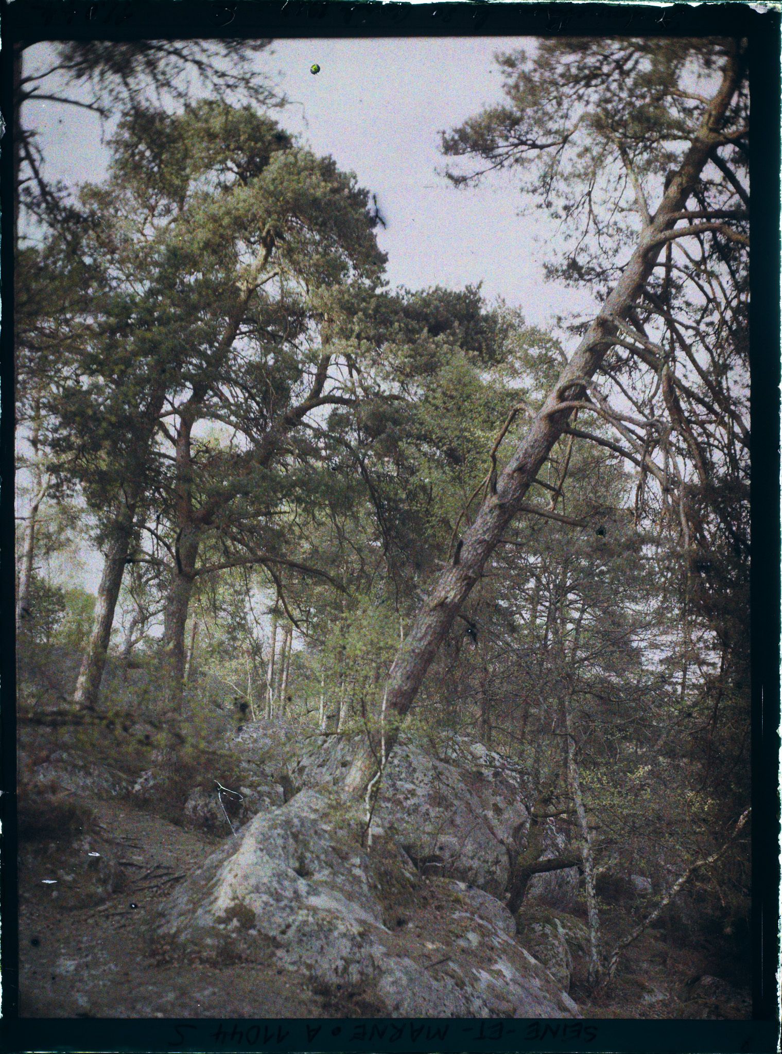 Image représentant France, Fontainebleau, Forêt de Fontainebleau