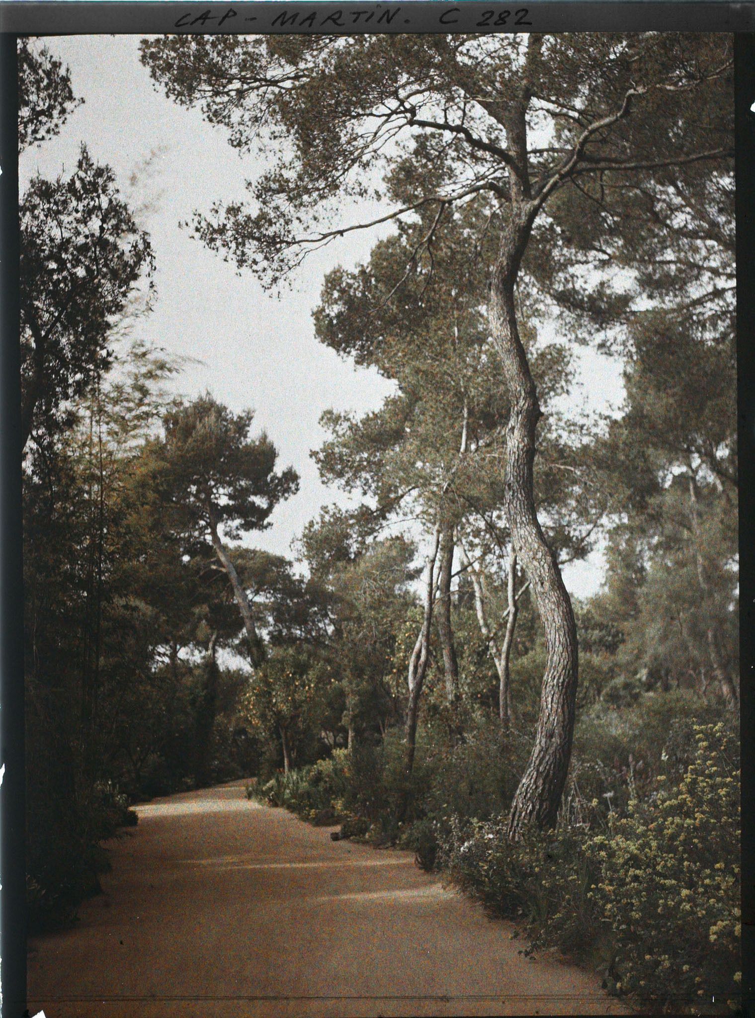 Image représentant Cap-Martin - Le Jardin