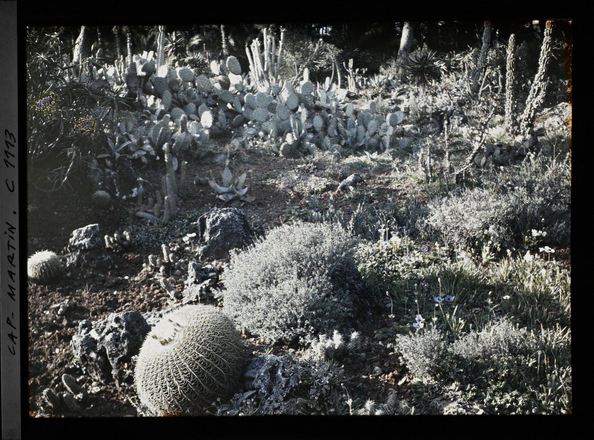 Image représentant Ensemble de plantes exotiques dont divers cactus