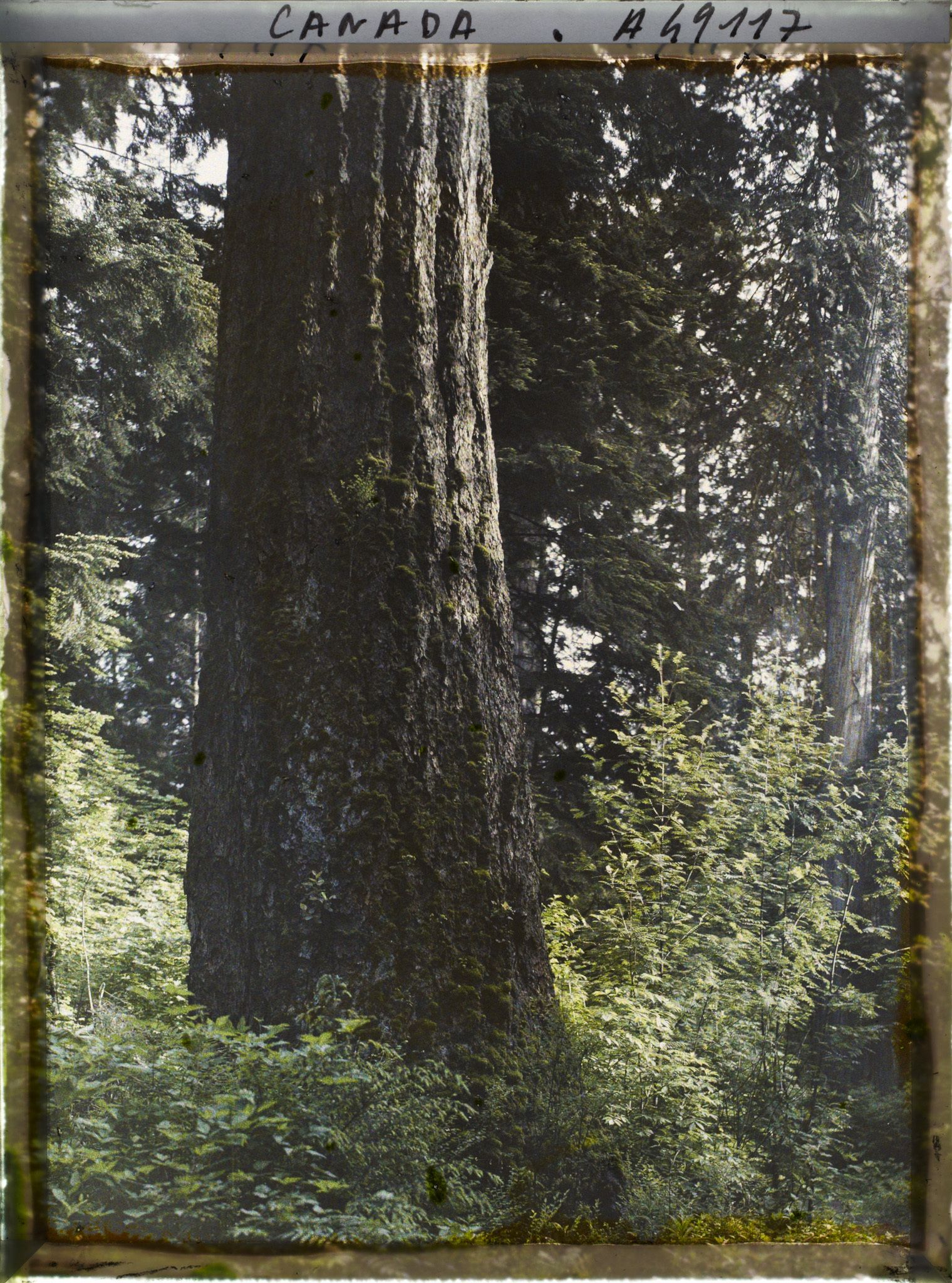 Image représentant Canada, Vancouver, Coin de forêt, gros arbre