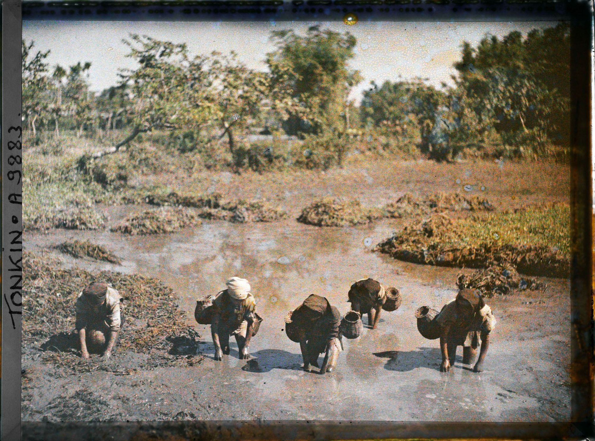Image représentant L'étendage des souches de liseron d'eau douce et la pêche aux crustacés d'eau douce