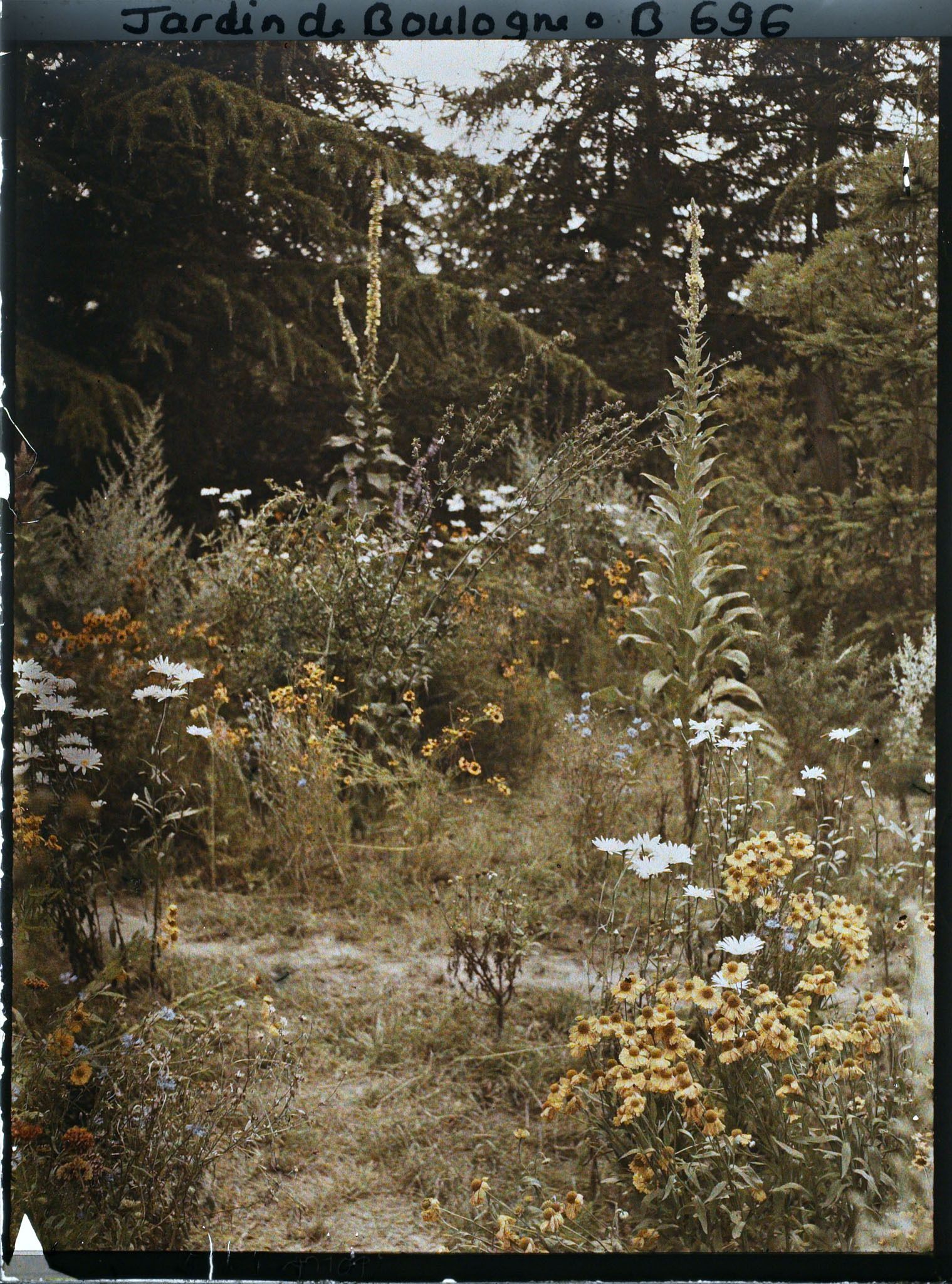 Image représentant La prairie