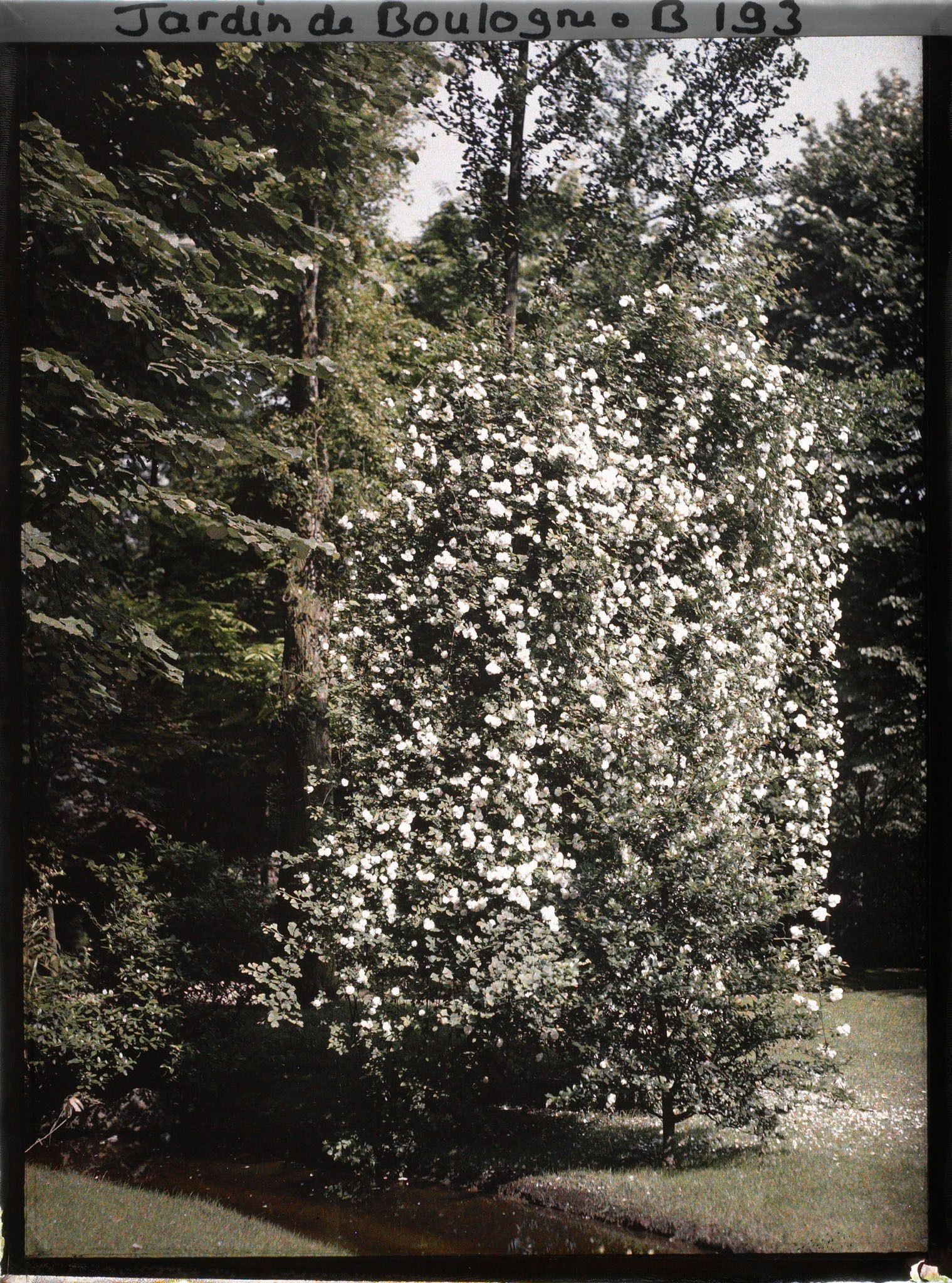 Image représentant Rosier liane longeant le ruisseau du jardin anglais
