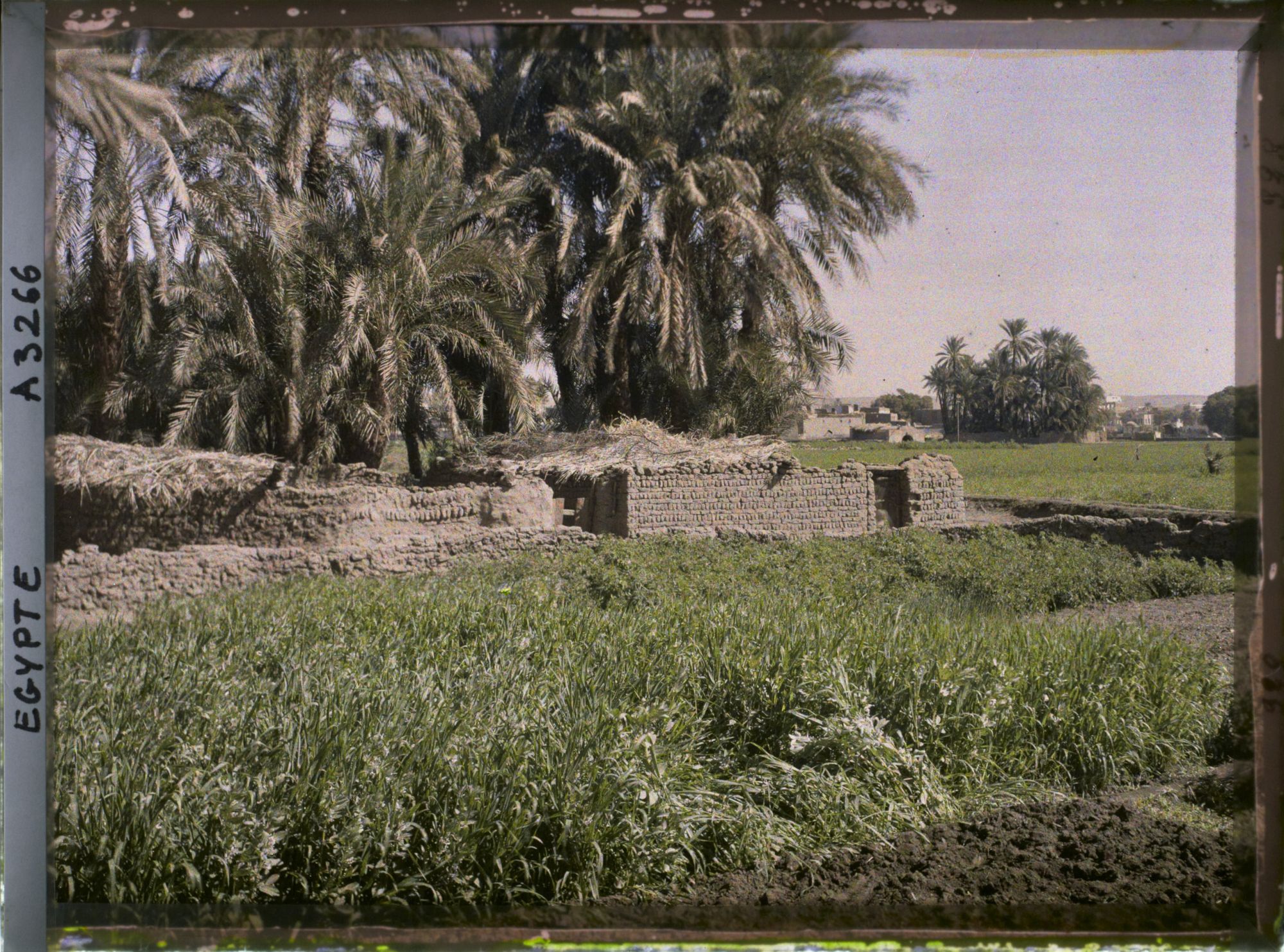 Image représentant Cultures aux abords du village sur l'île d'Eléphantine