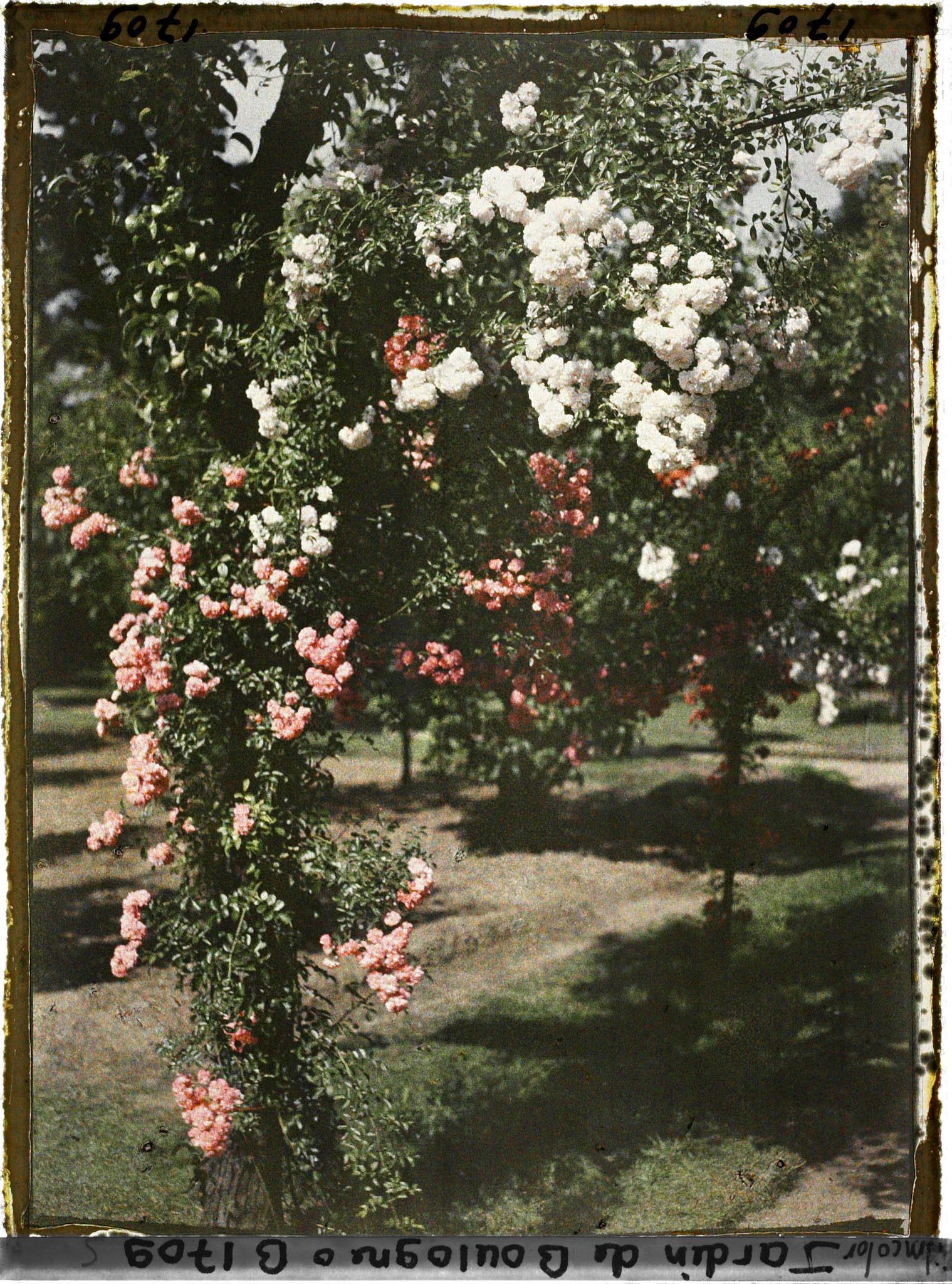 Image représentant Ornementation de roses entrelacées, en partie sud-ouest du verger-roseraie ?