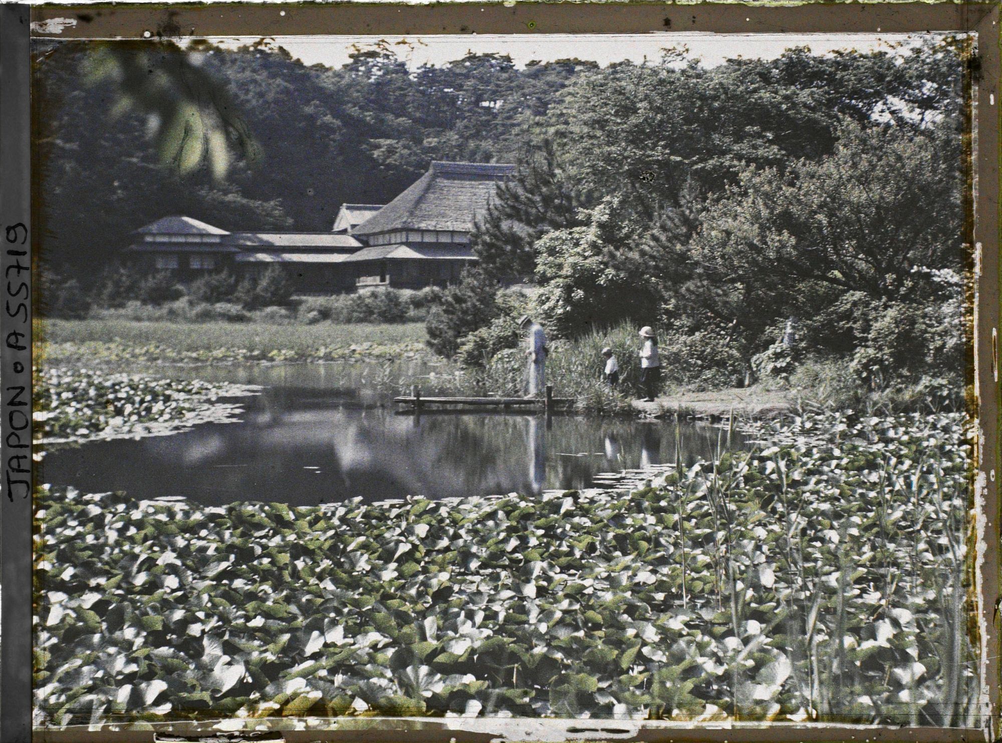 Image représentant Parc Sankeien, étang couvert de lotus
