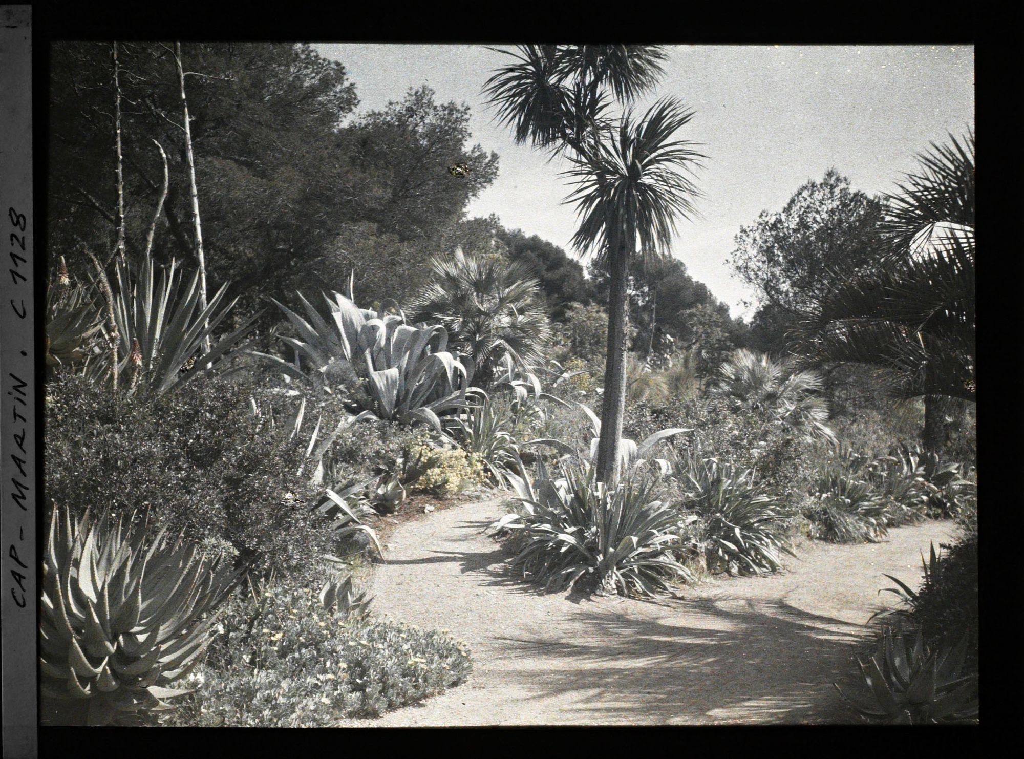 Image représentant le Jardin
