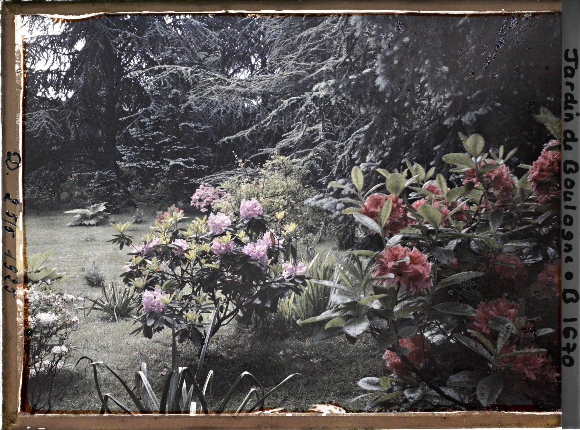 Image représentant Rhodos dans la forêt bleue