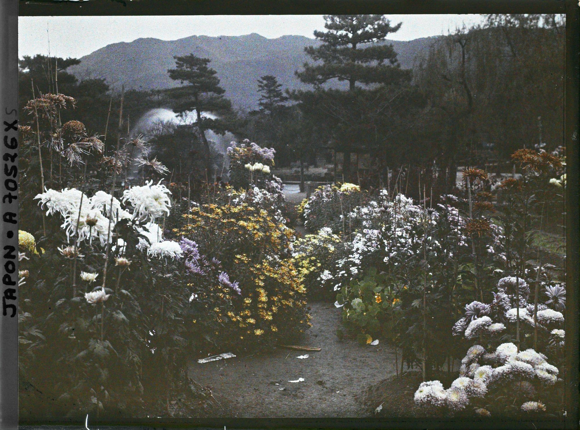 Image représentant Massifs de chrysanthèmes dans le parc zoologique (Dobutsuen-mae)