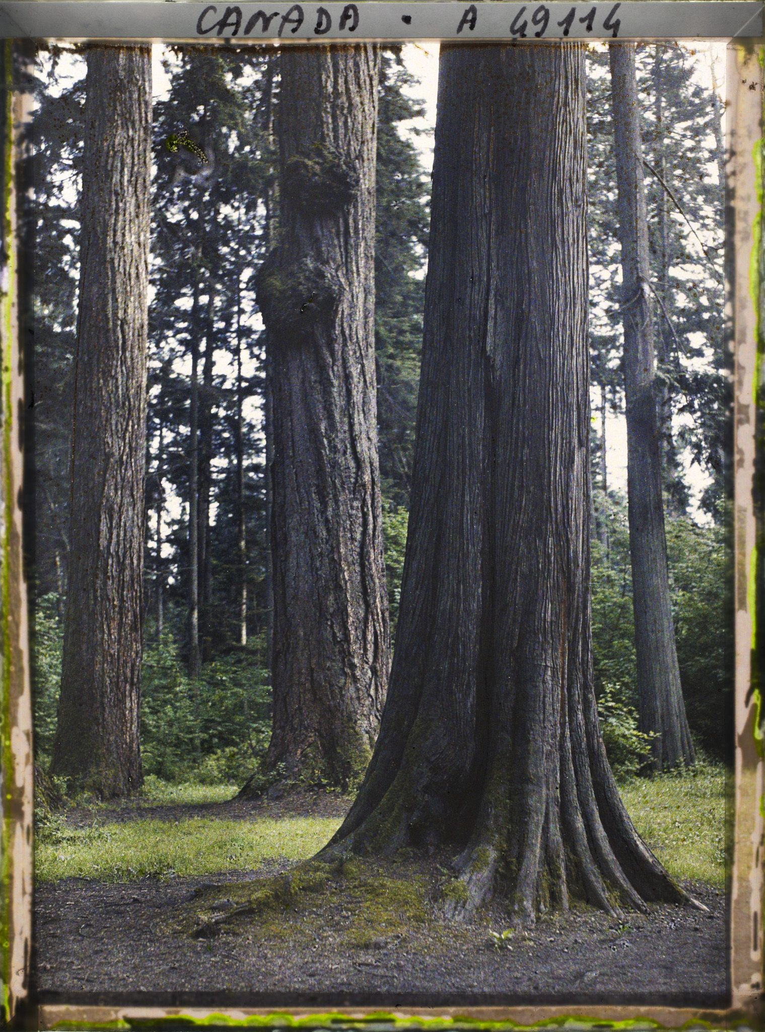 Image représentant Canada, Vancouver, Coin de forêt - les 7 Soeurs