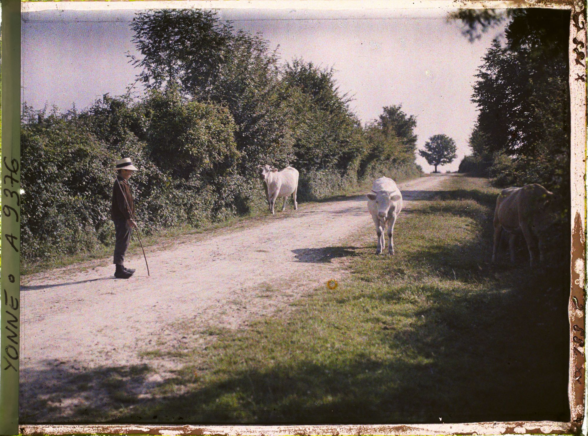 Image représentant Deux vaches morvandelles et le petit vacher sur un chemin