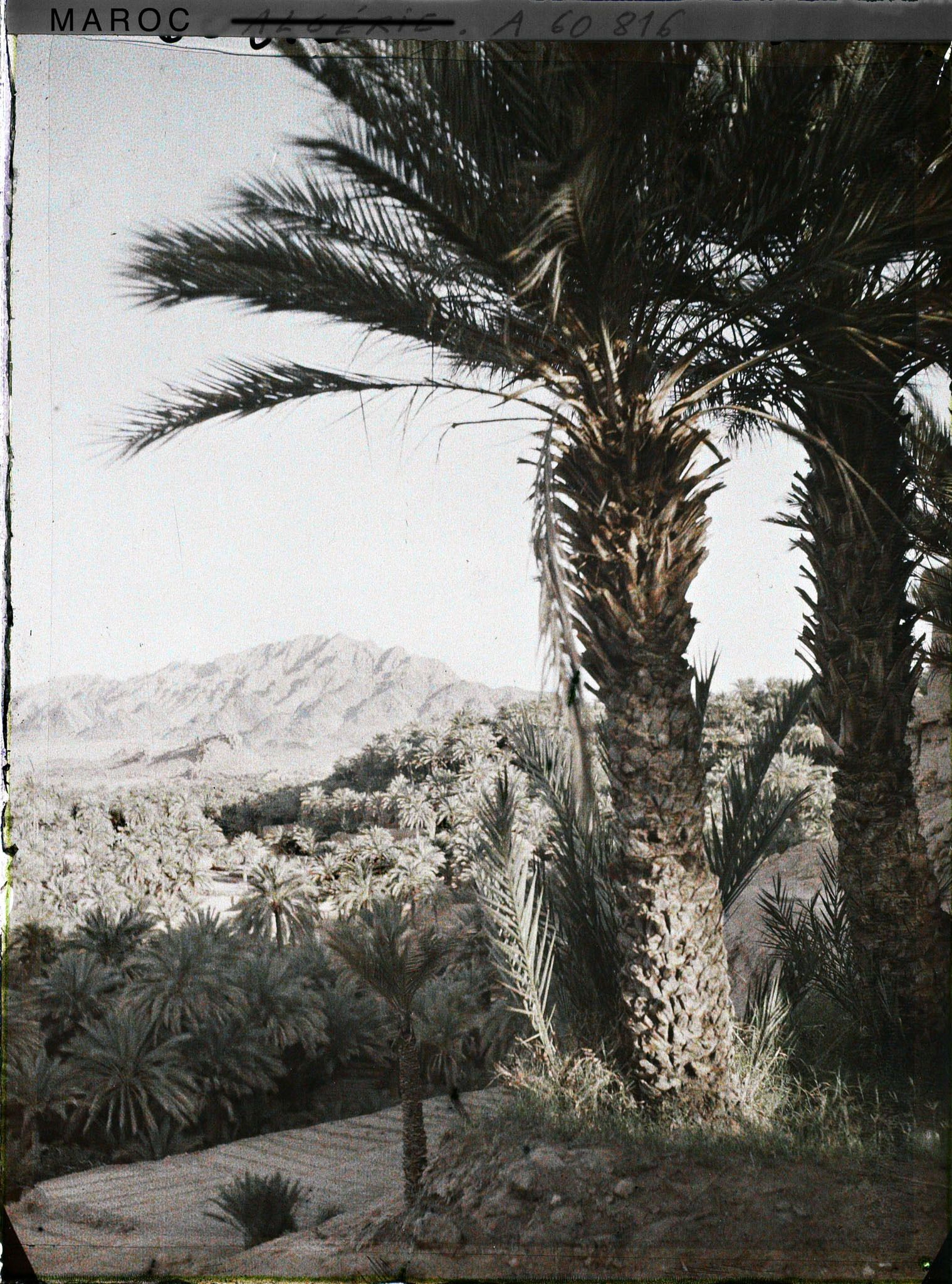 Image représentant La palmeraie avec au fond le Djebel Grouz