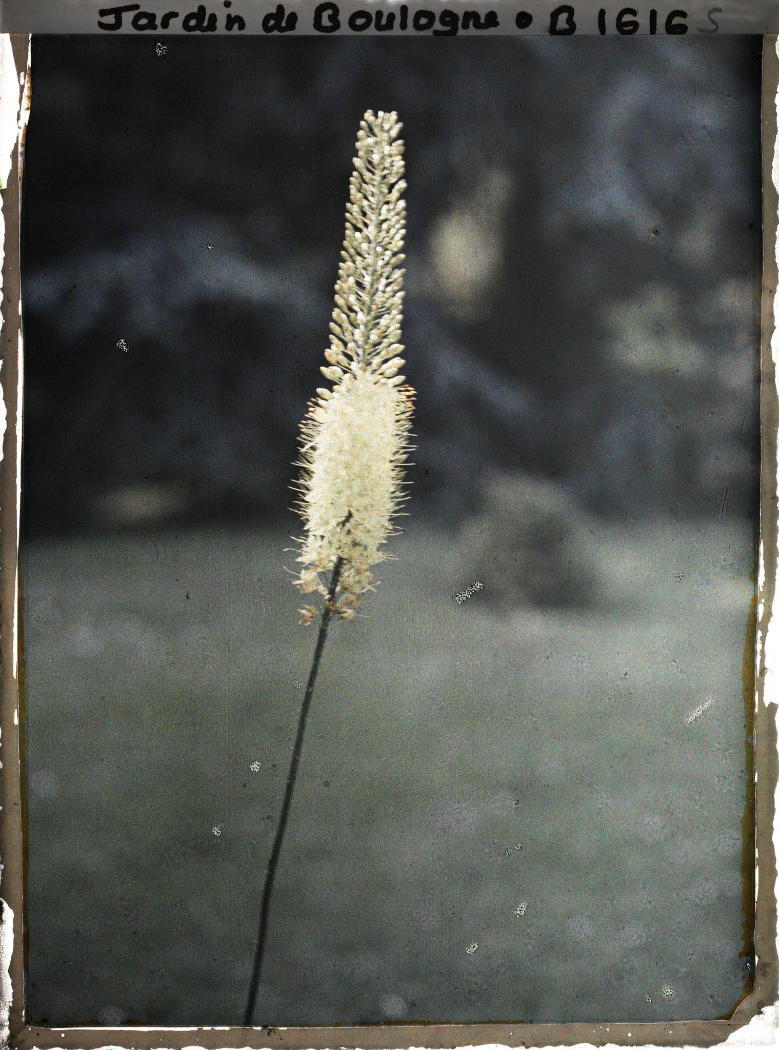 Image représentant Erémurus jaune