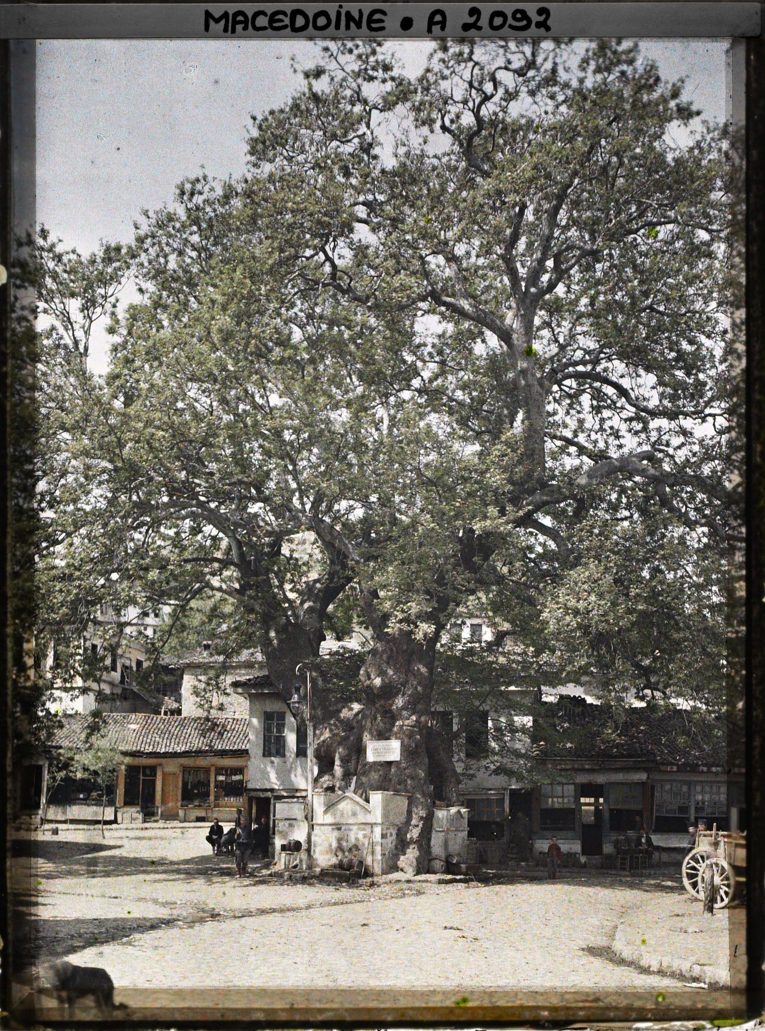 Image représentant Grand platane avec les fontaines (place Cinar)