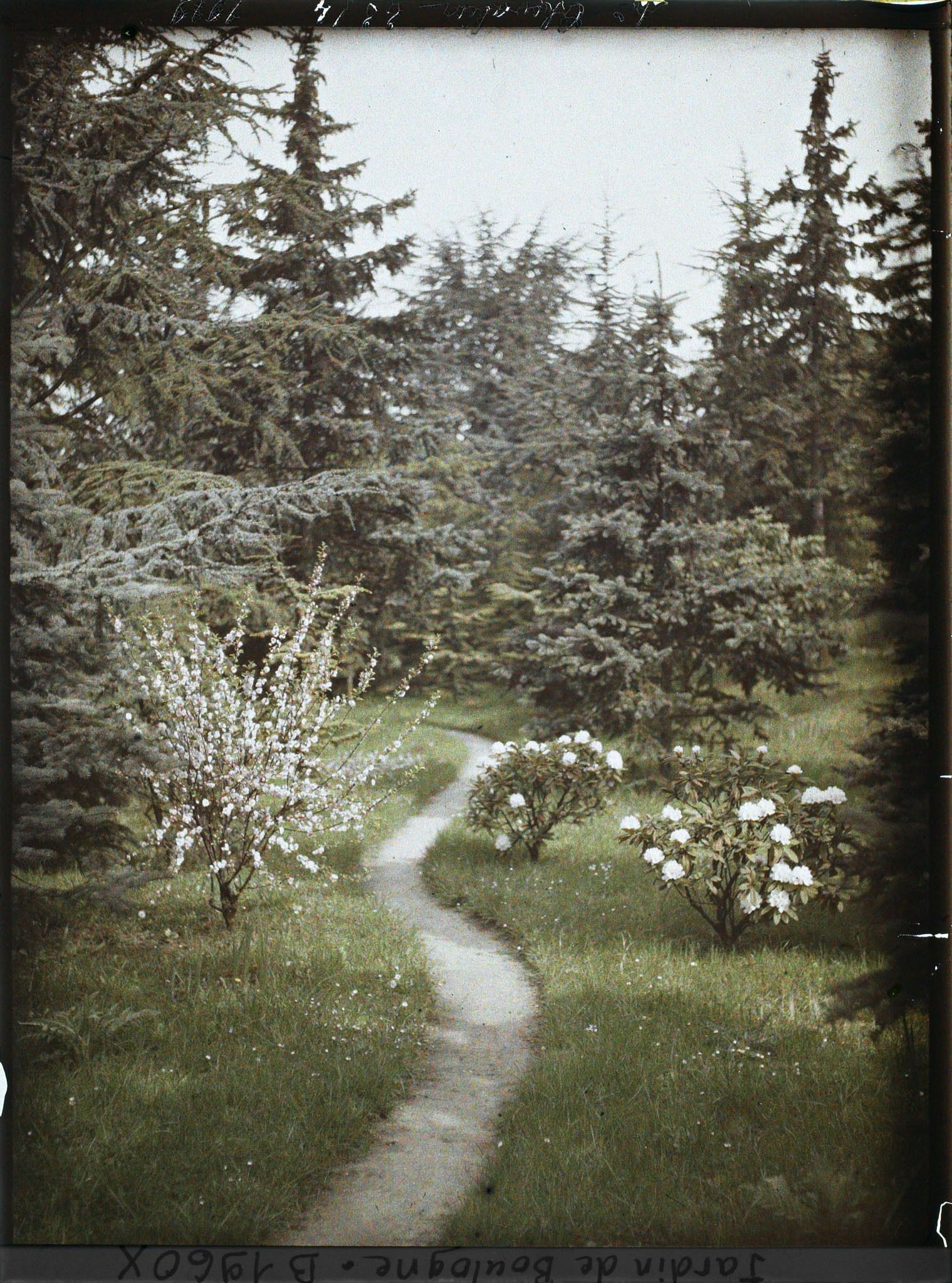 Image représentant Allée vers la forêt bleue