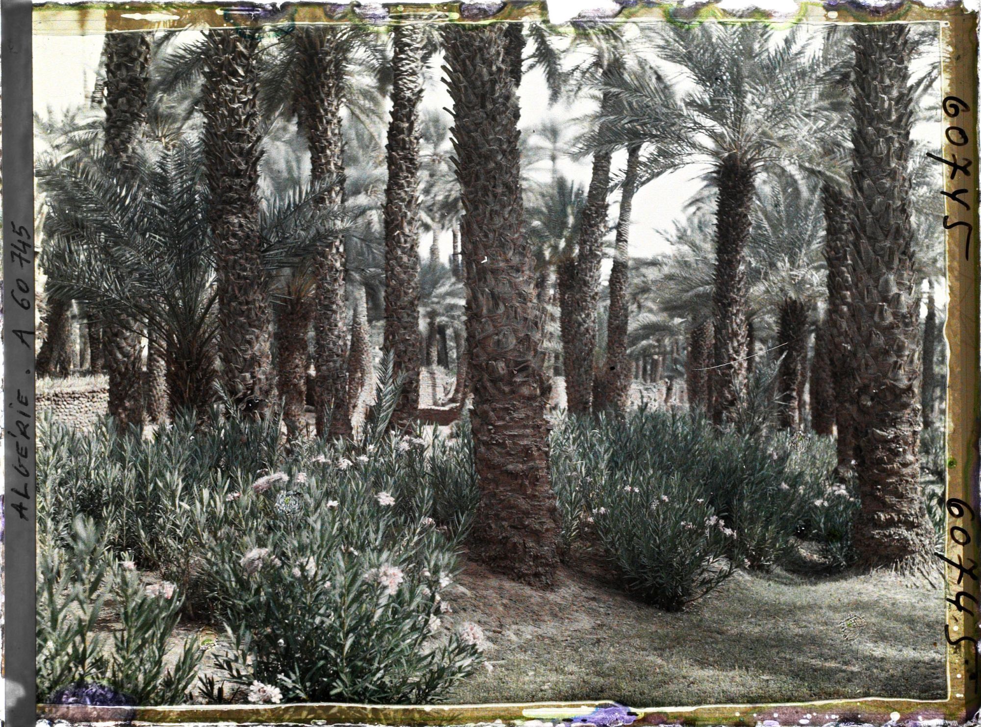 Image représentant Lauriers roses poussant au pied des palmiers