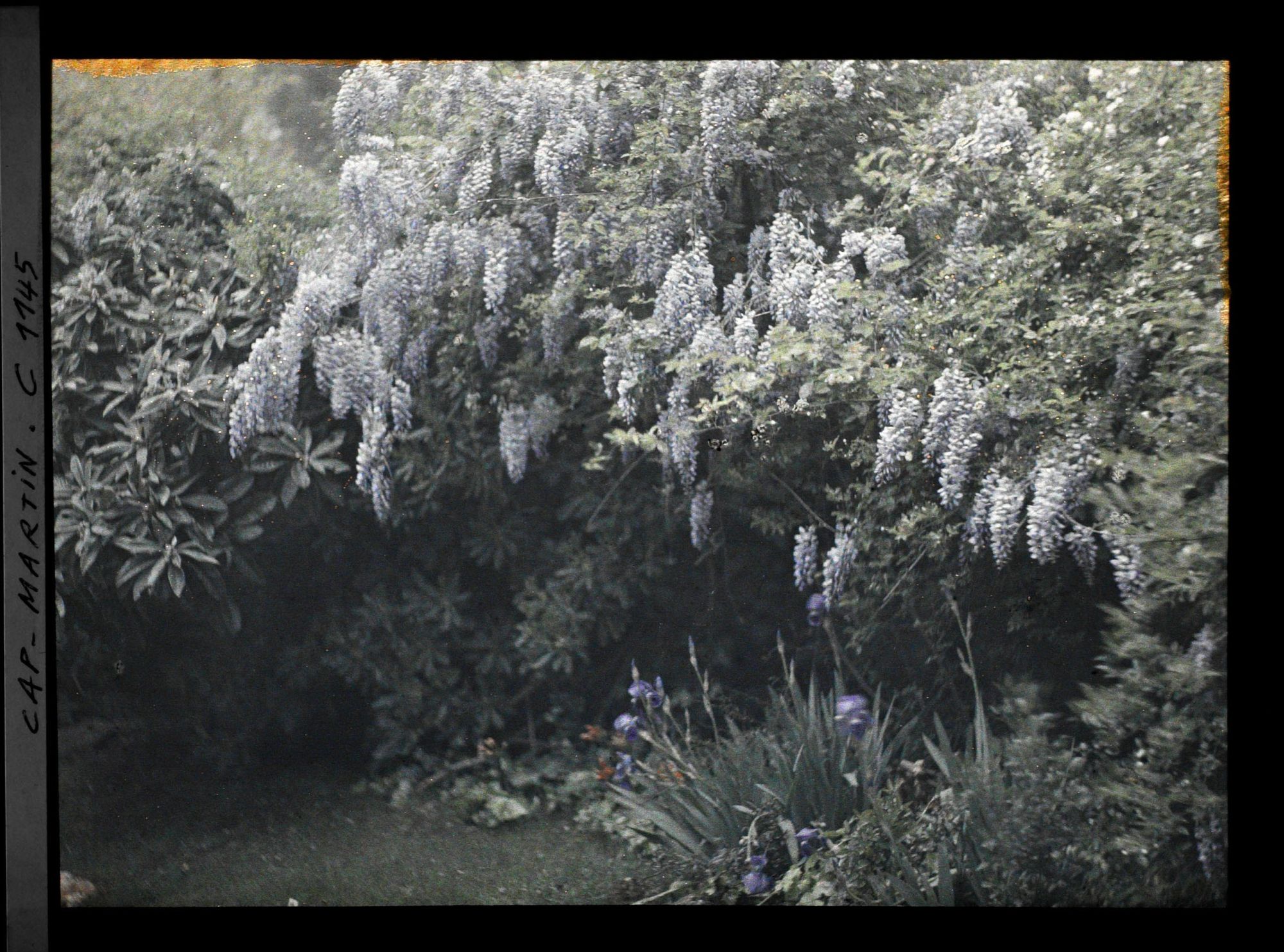 Image représentant Groupe d'iris sous une glycine en fleurs