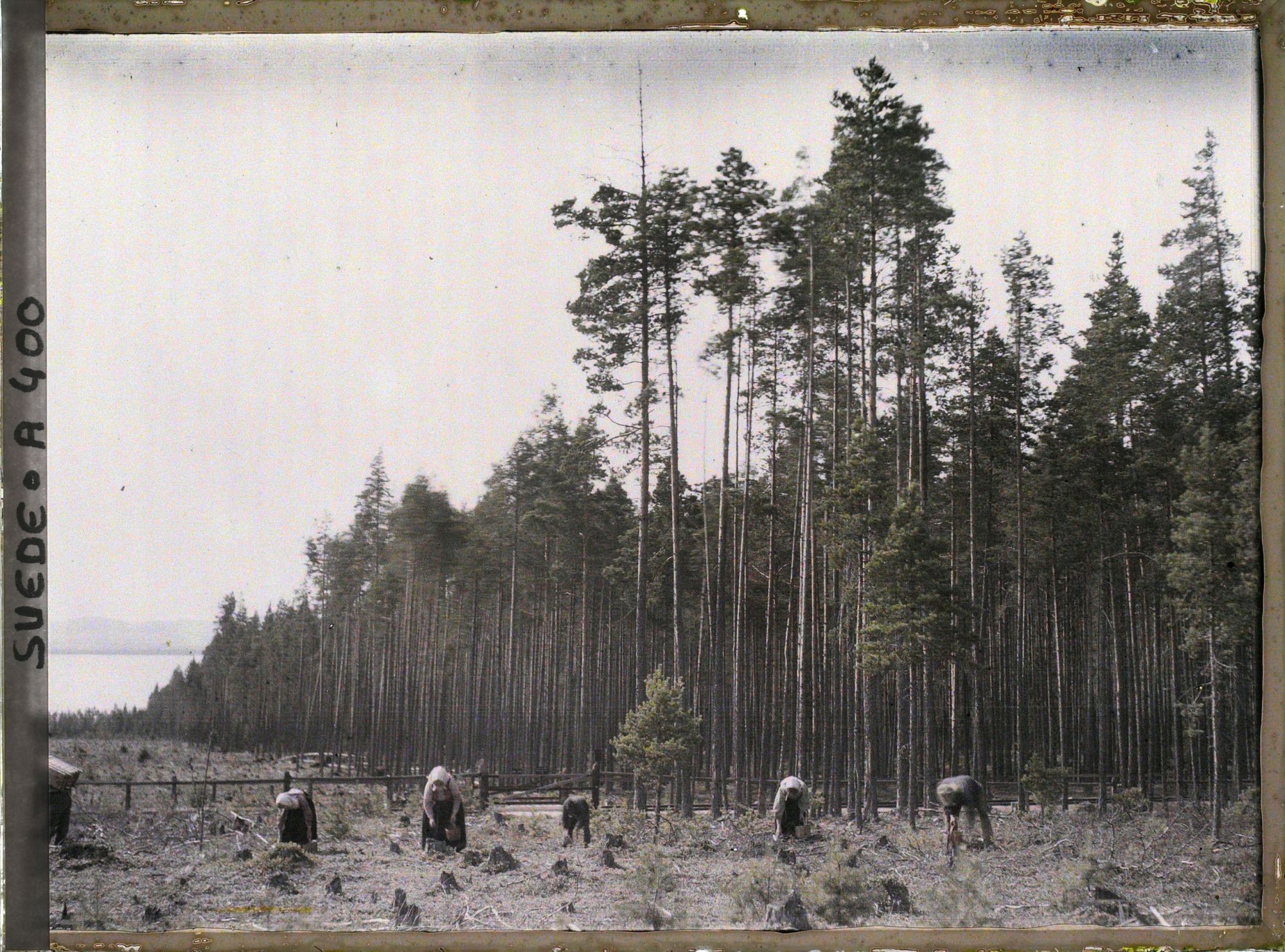 Image représentant Cueillette des myrtilles