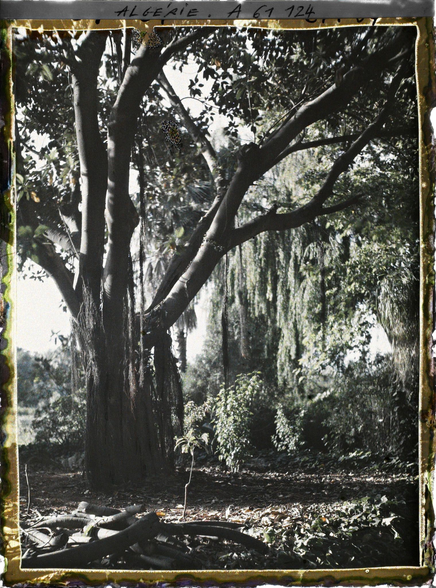 Image représentant Un latanier dans le jardin d'Essais