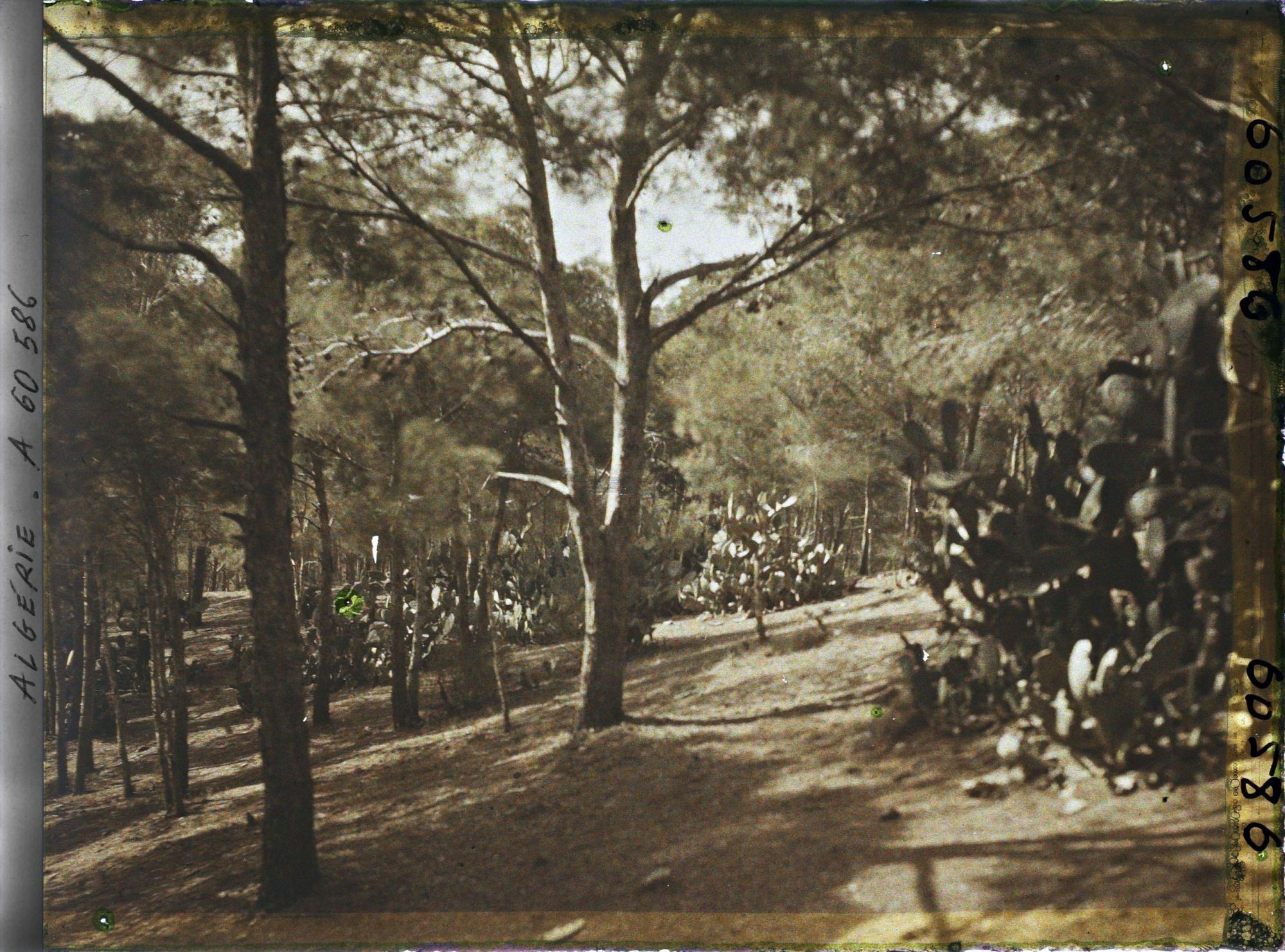 Image représentant Le bois des Planteurs