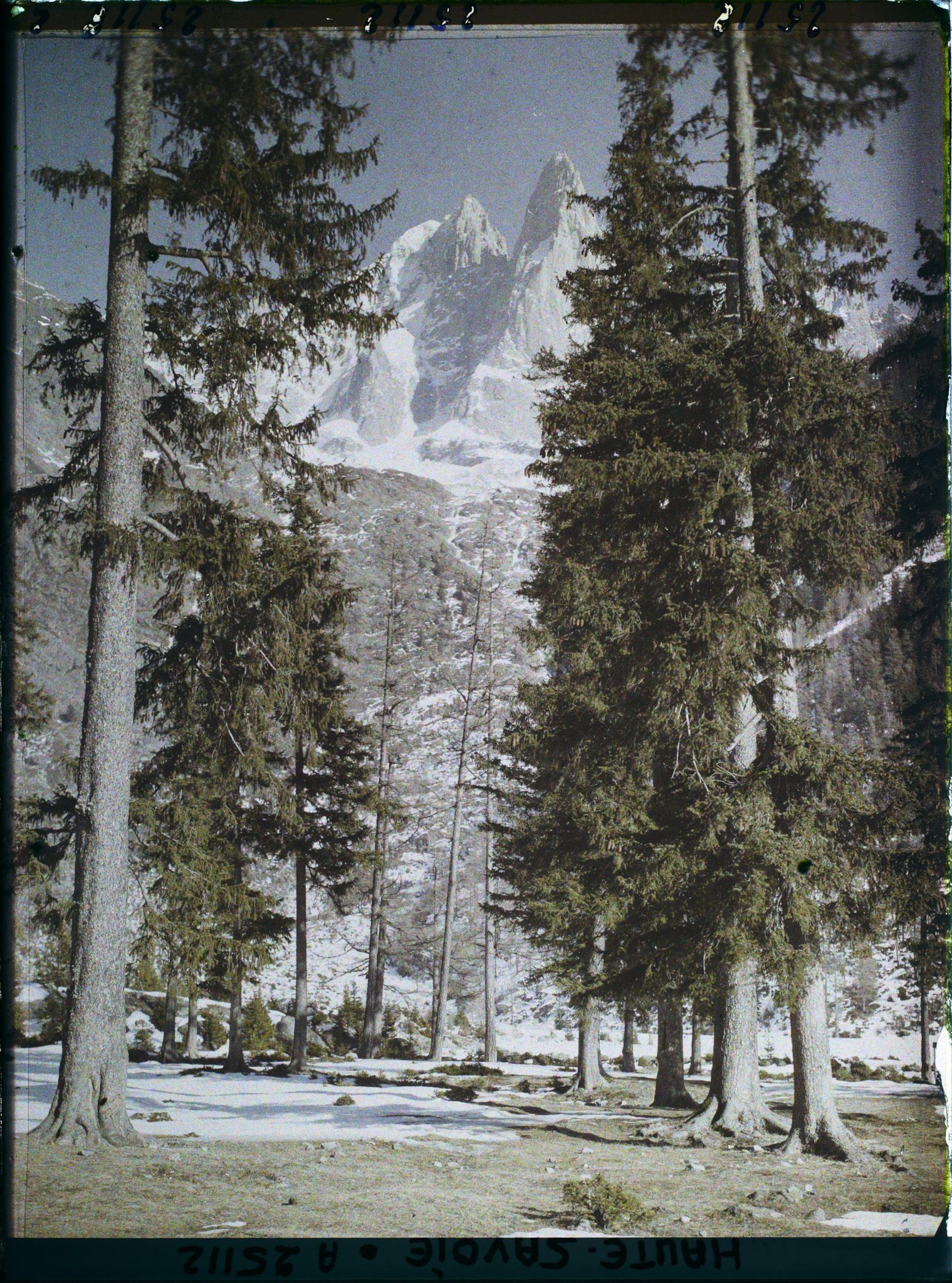 Image représentant France Les Alpes, Vallée de Chamonix, Du Village des Bois ; l'Aiguille Verte et l'Aiguille du Dru à travers les Sapins