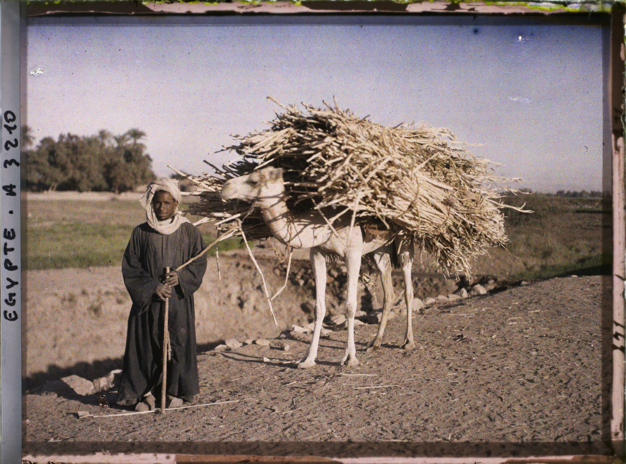 Image représentant Marchand de maïs et son chameau