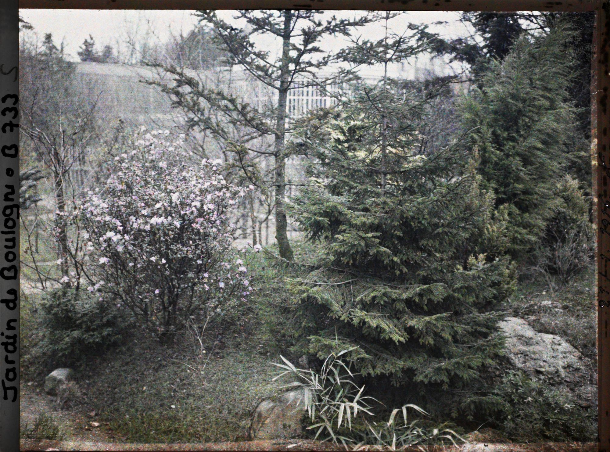 Image représentant Arbuste en fleur planté sur un talus, à la limite du " sanctuaire japonais " et du verger-roseraie