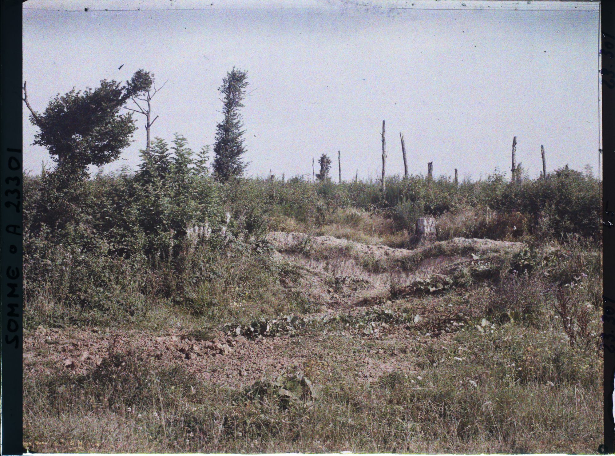 Image représentant France, Combles, Le bois des Bouleaux