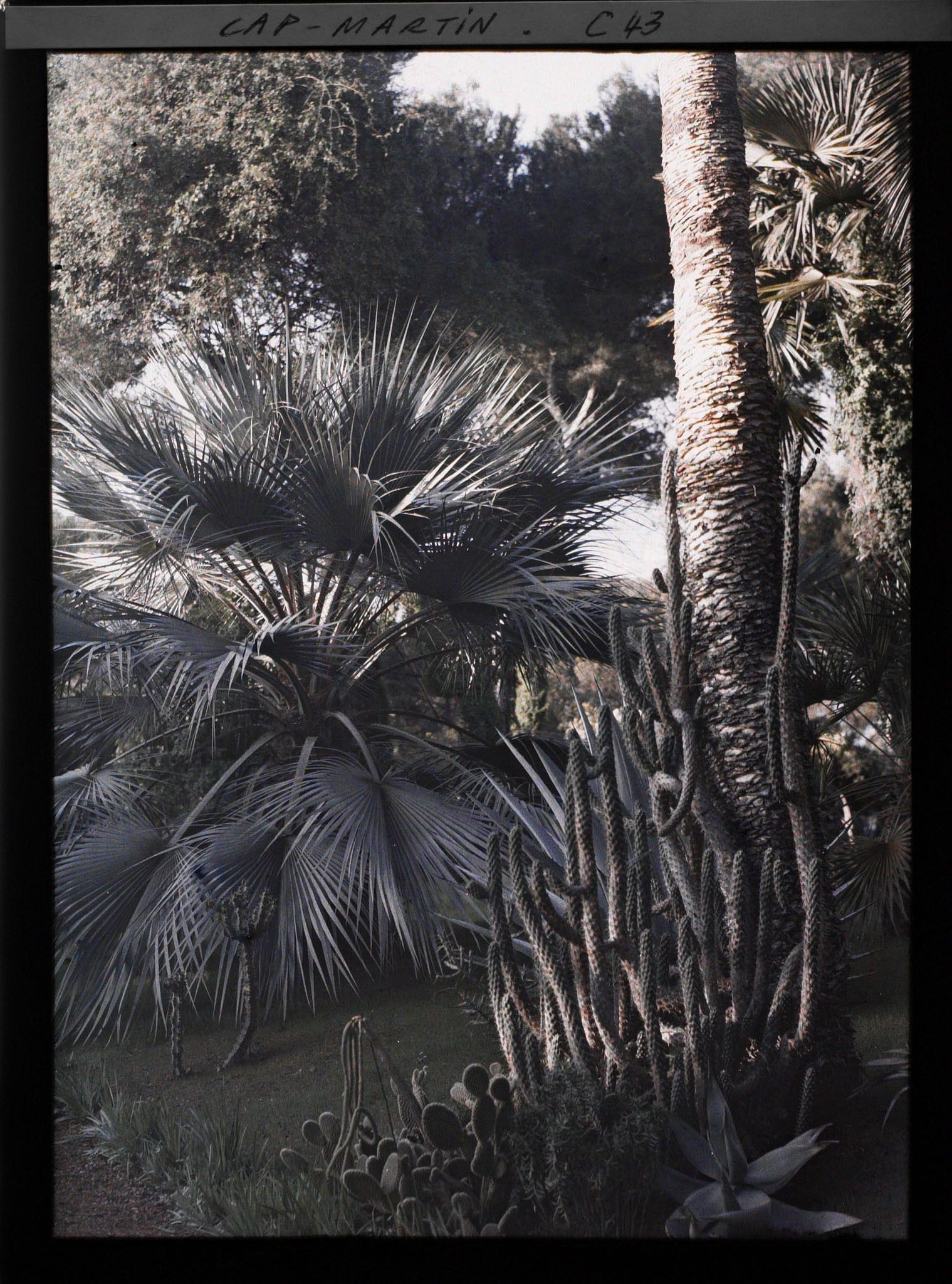 Image représentant Le jardin de l'Impératrice Eugénie
