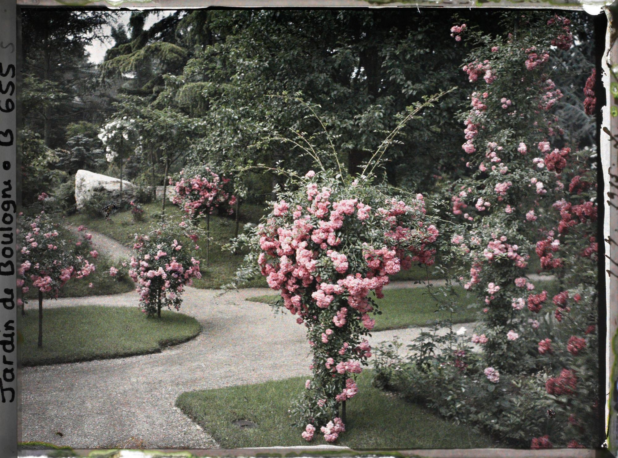 Image représentant Coin sud-est du verger-roseraie orné de rosiers en fleurs, situé à la limite du jardin japonais