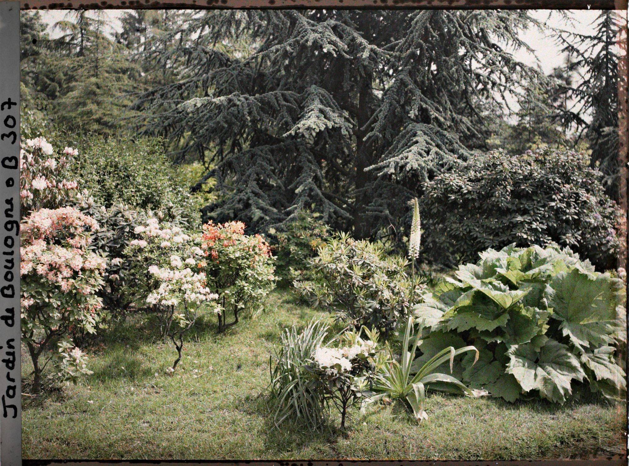 Image représentant Massif de rhododendrons et d'azalées en fleurs bordant l'est du marais