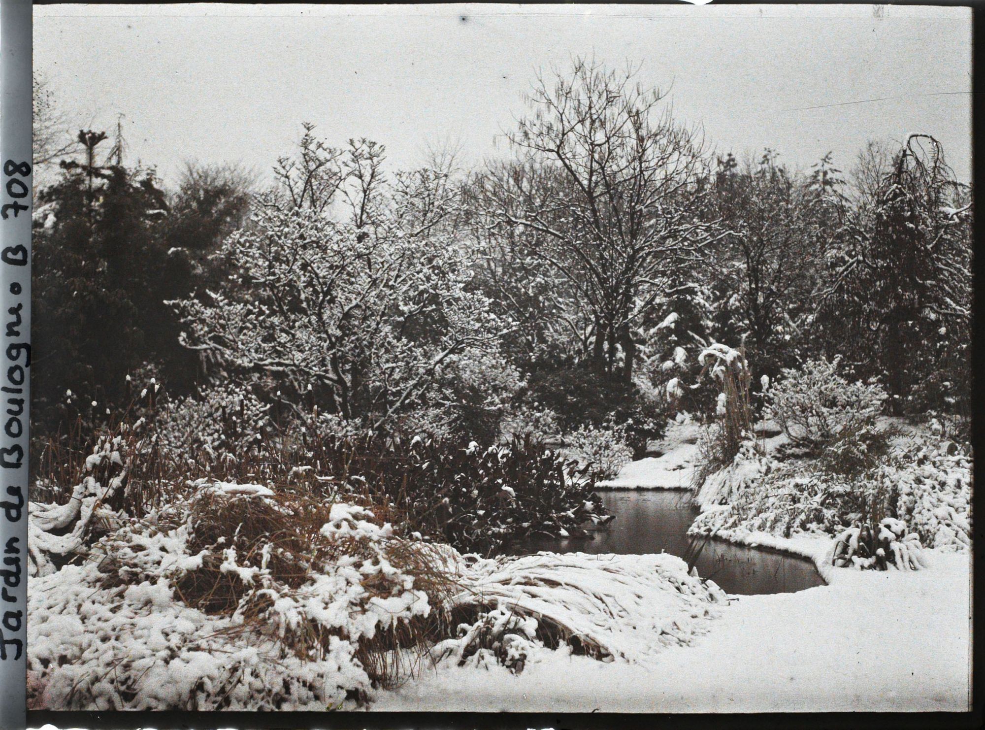 Image représentant Végétation sous la neige bordant " l'étang " le plus au nord du marais, vu en direction du nord-est
