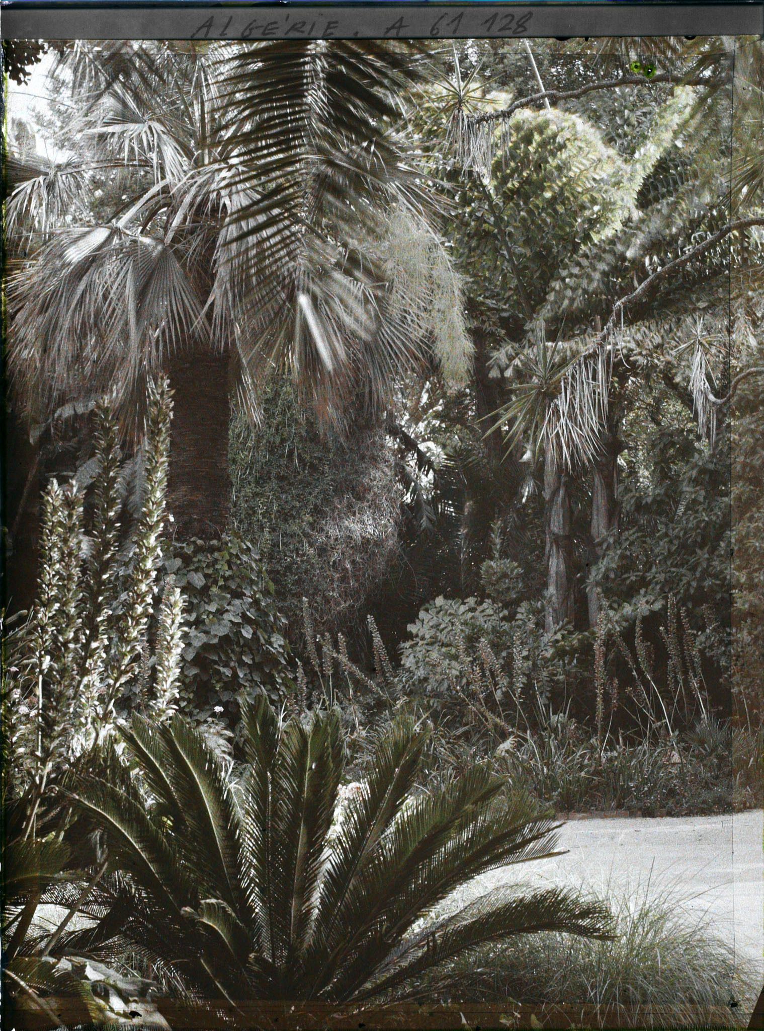 Image représentant Un coin du jardin d'Essais