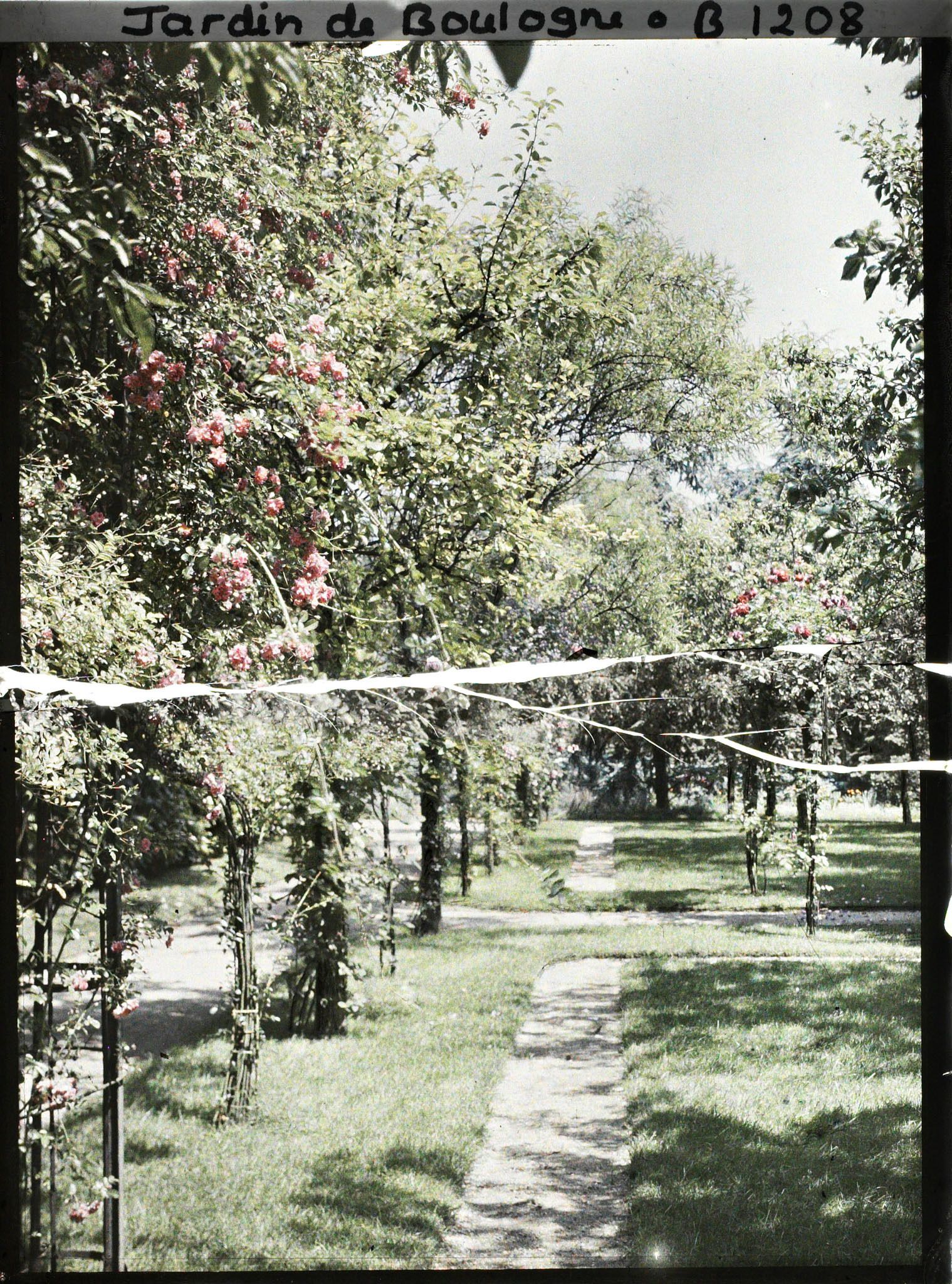 Image représentant Contre-allées du verger-roseraie proches de la dépendance, vues en direction de la forêt bleue