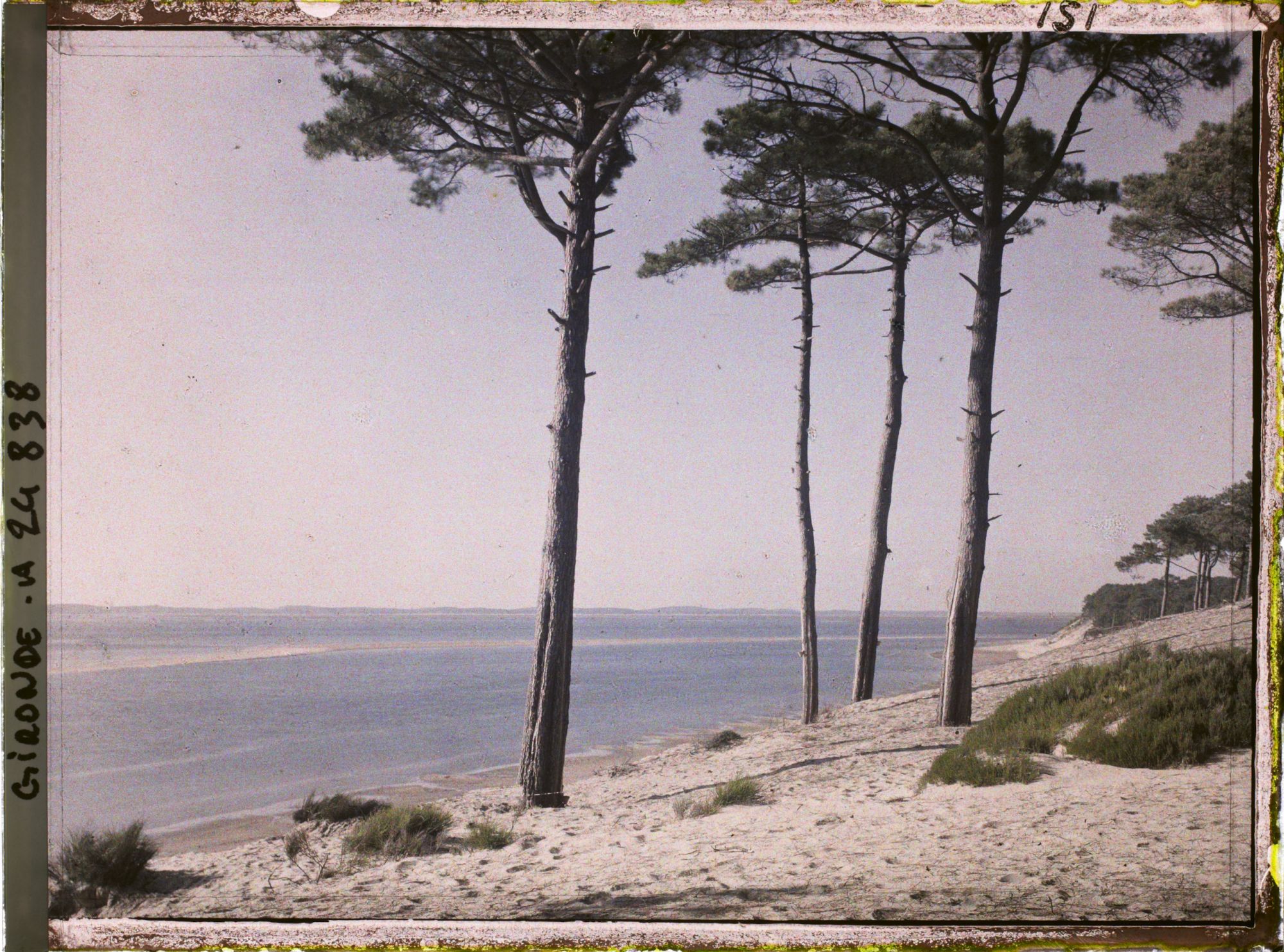 Image représentant Pins maritimes en bord de plage dans le bassin