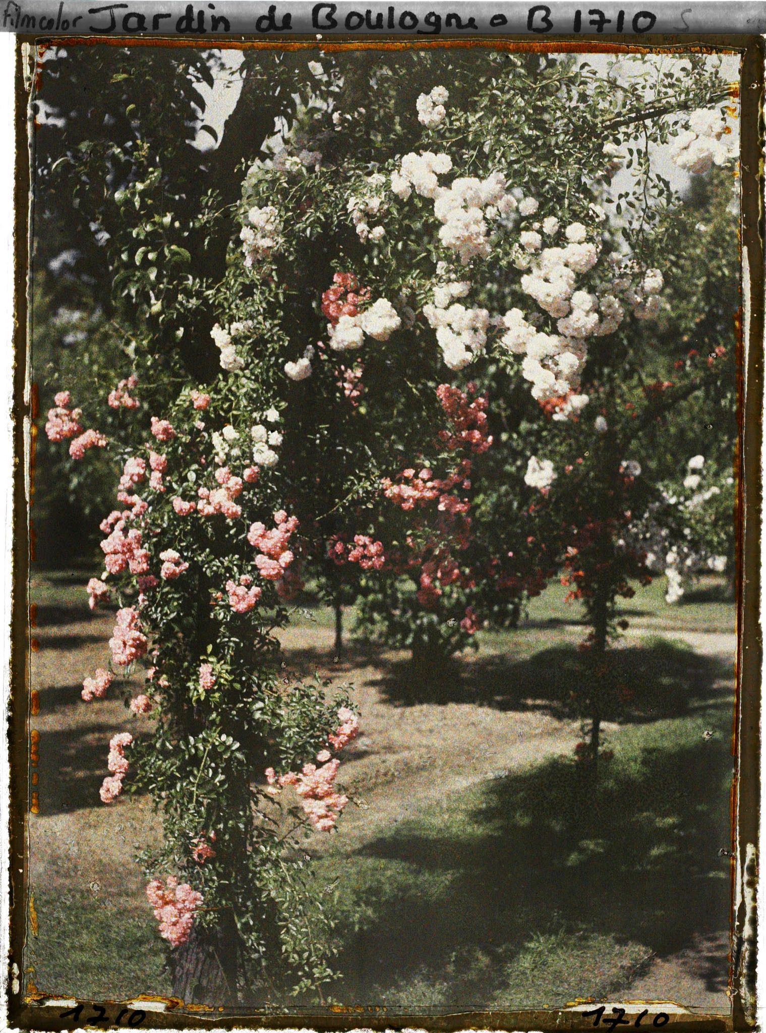 Image représentant Ornementation de roses entrelacées, en partie sud-ouest du verger-roseraie ?