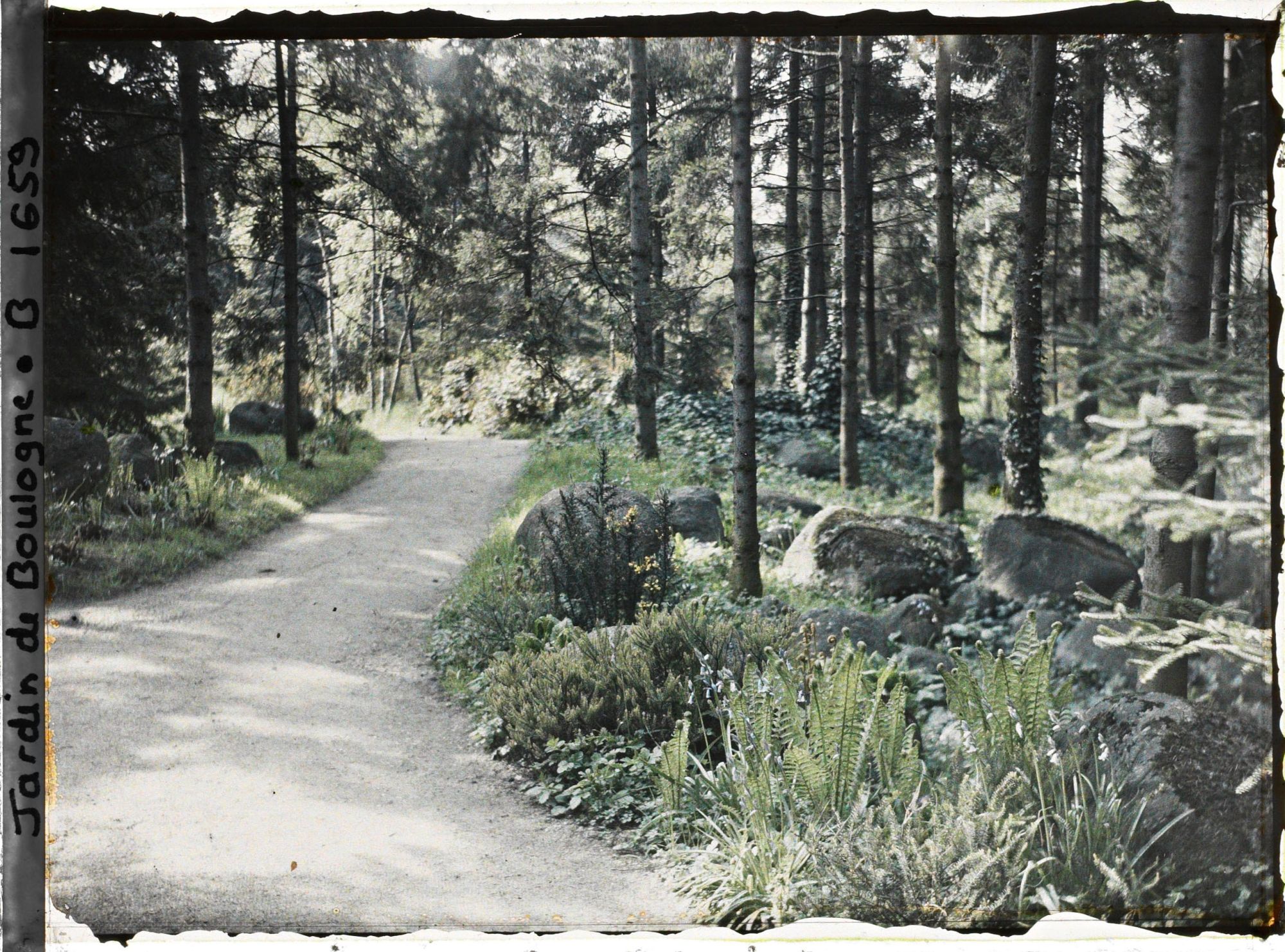 Image représentant Allée dans la forêt vosgienne