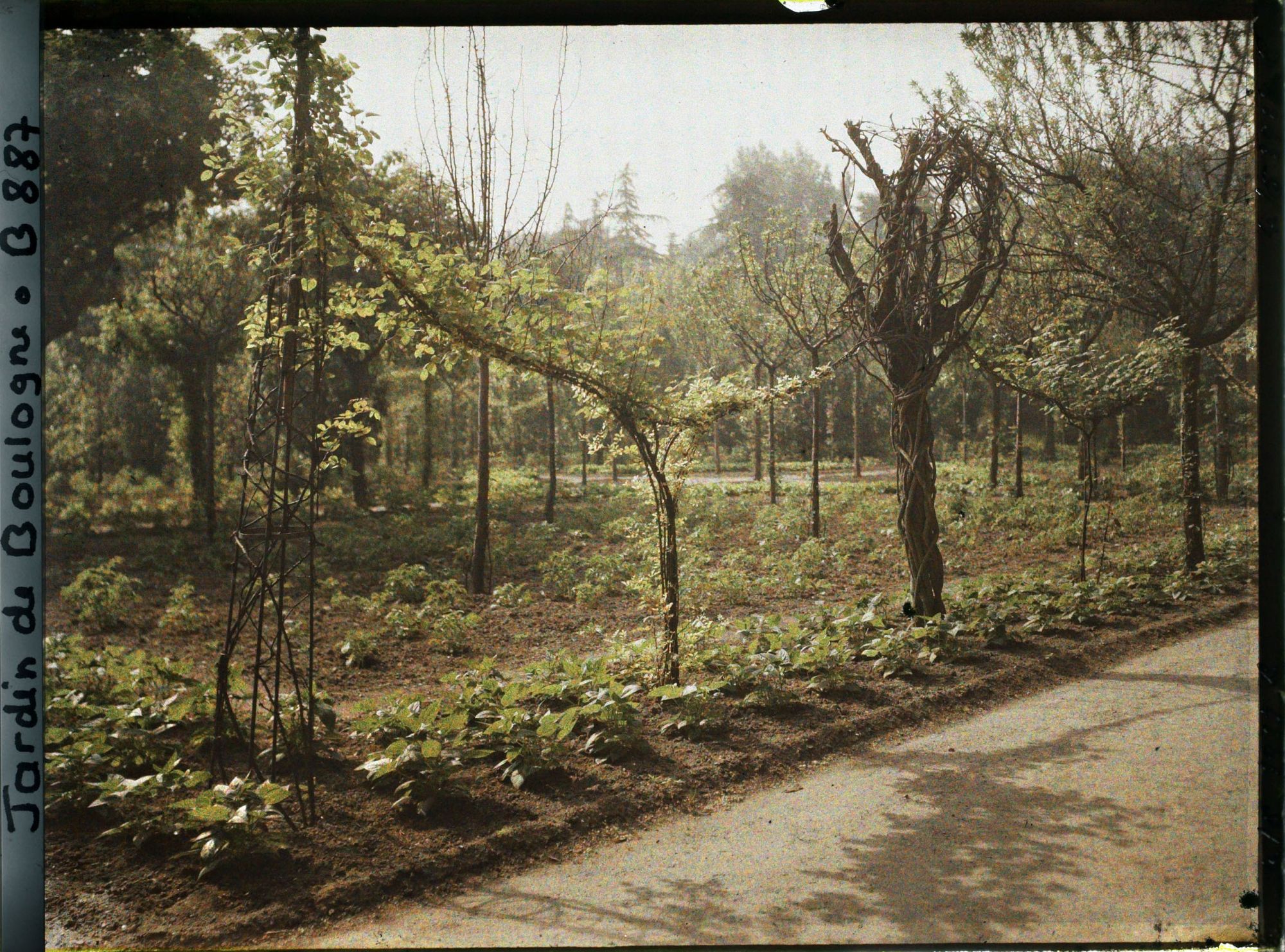 Image représentant Partie nord-ouest du verger-roseraie plantée de légumes, vue à proximité de la dépendance