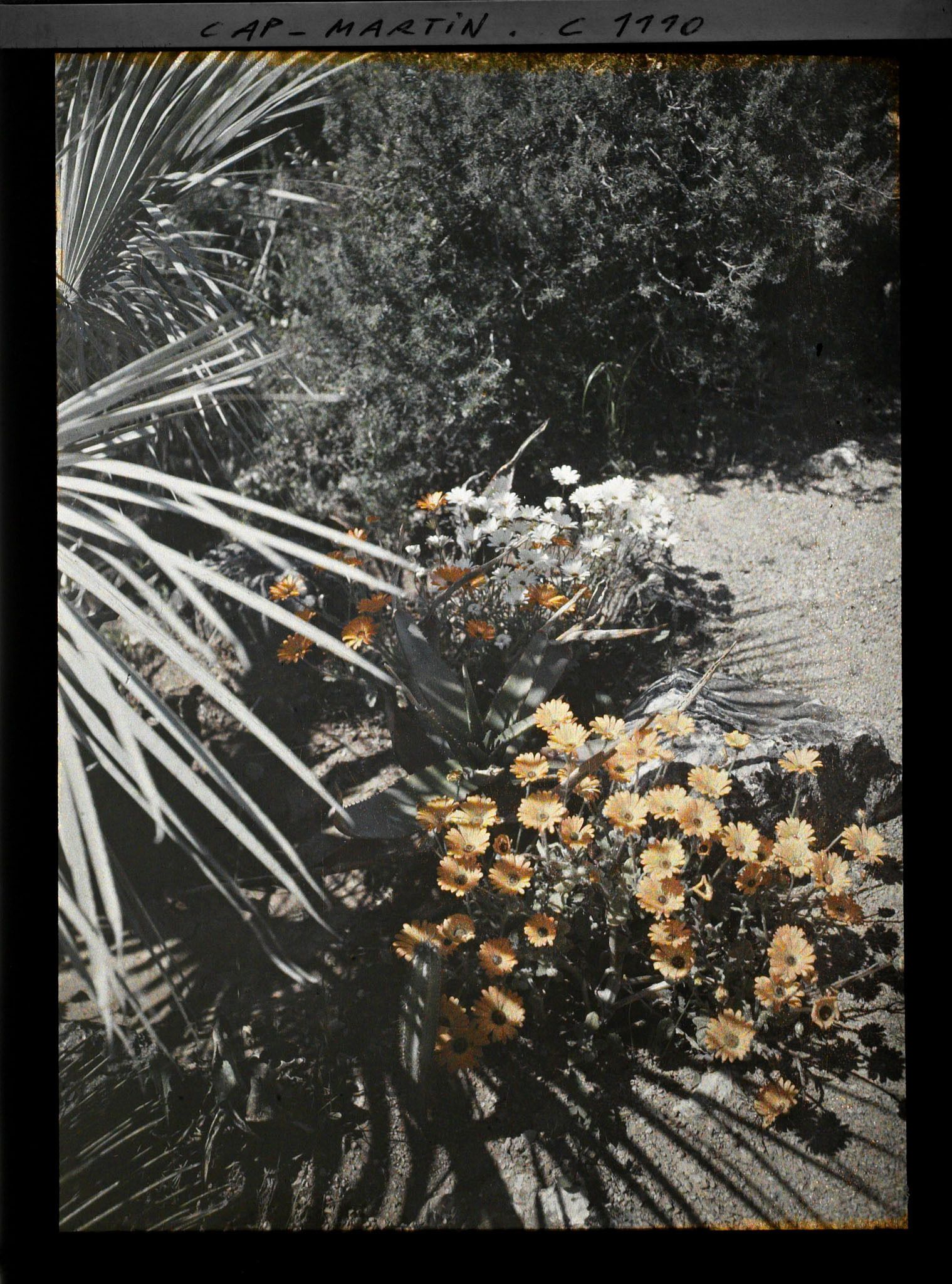 Image représentant le Jardin fleurs