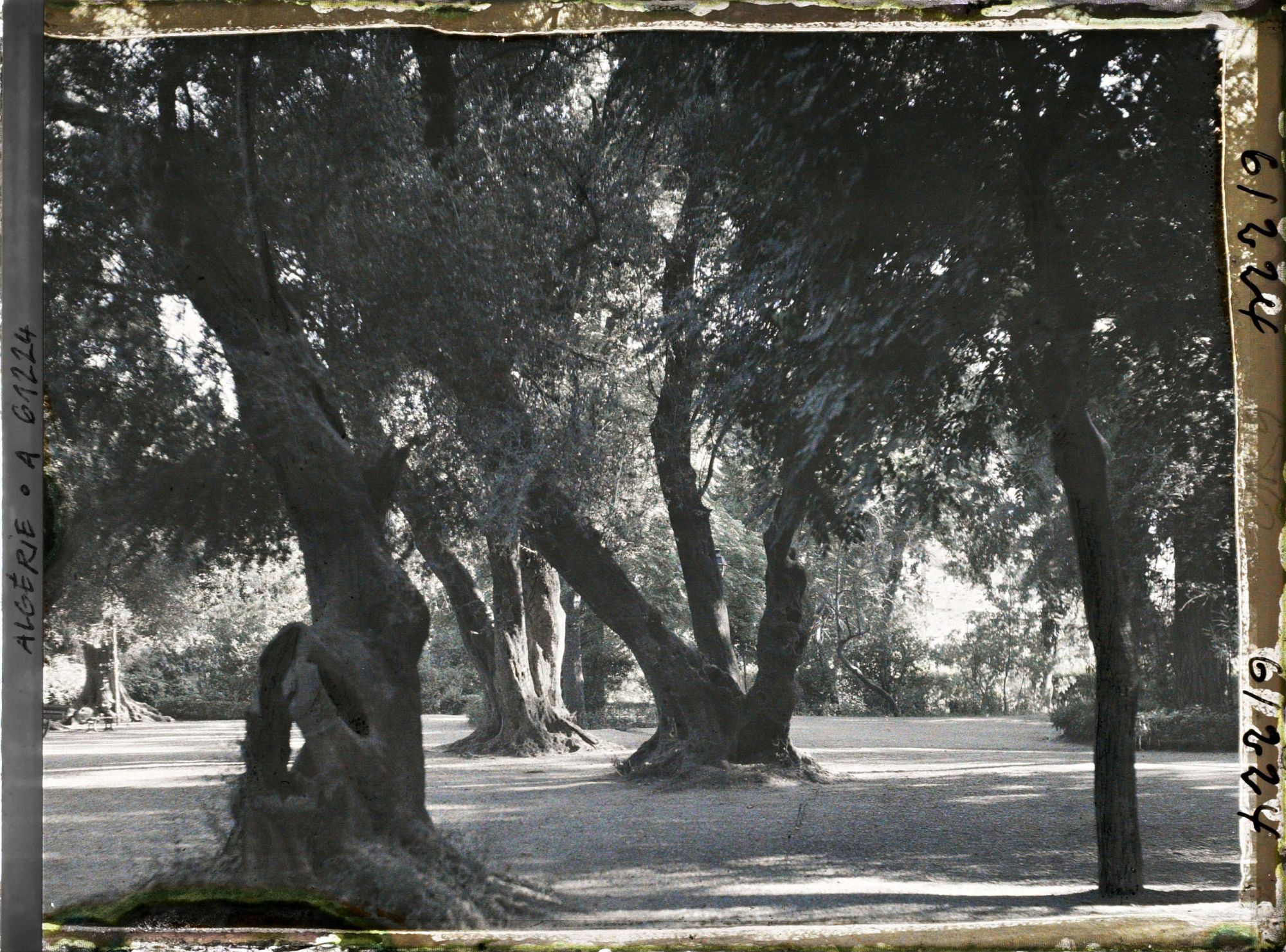 Image représentant Oliviers centenaires dans le bois sacré