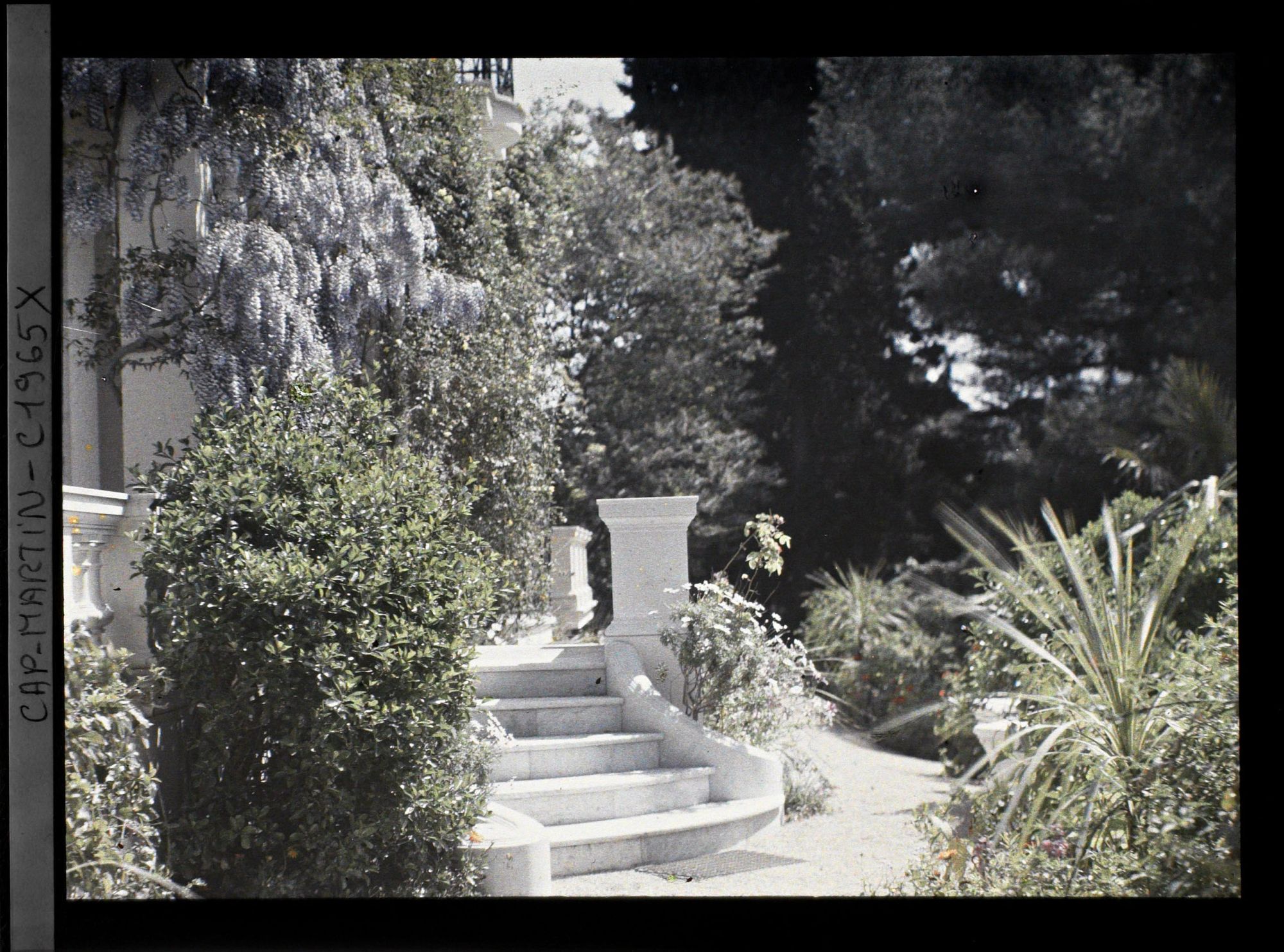Image représentant Allée au pied du perron fleuri de la villa Miramar, bordée de plantes exotiques et de fleurs, vue prise à 9 h