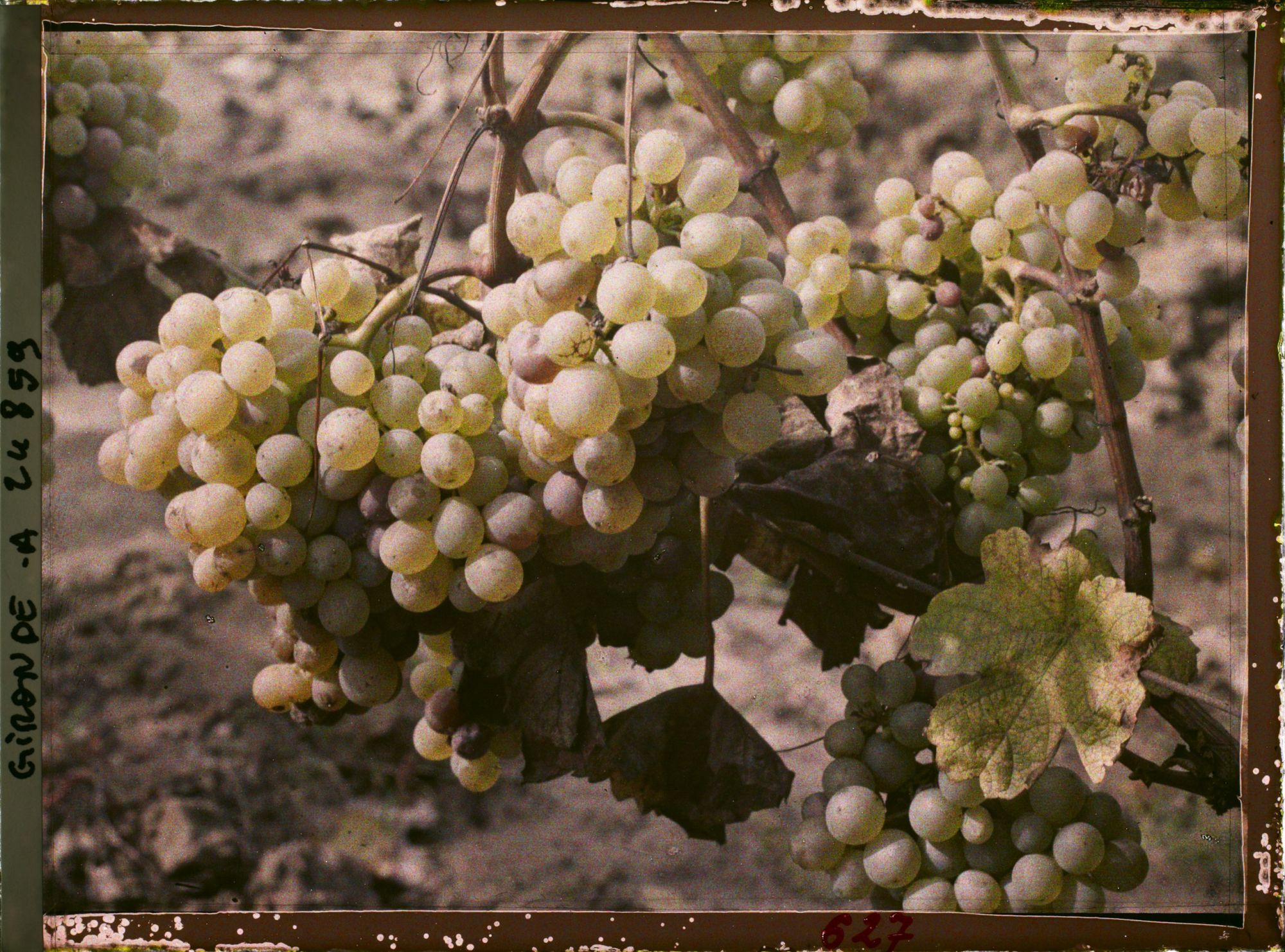 Image représentant Cépage blanc dit Semillon