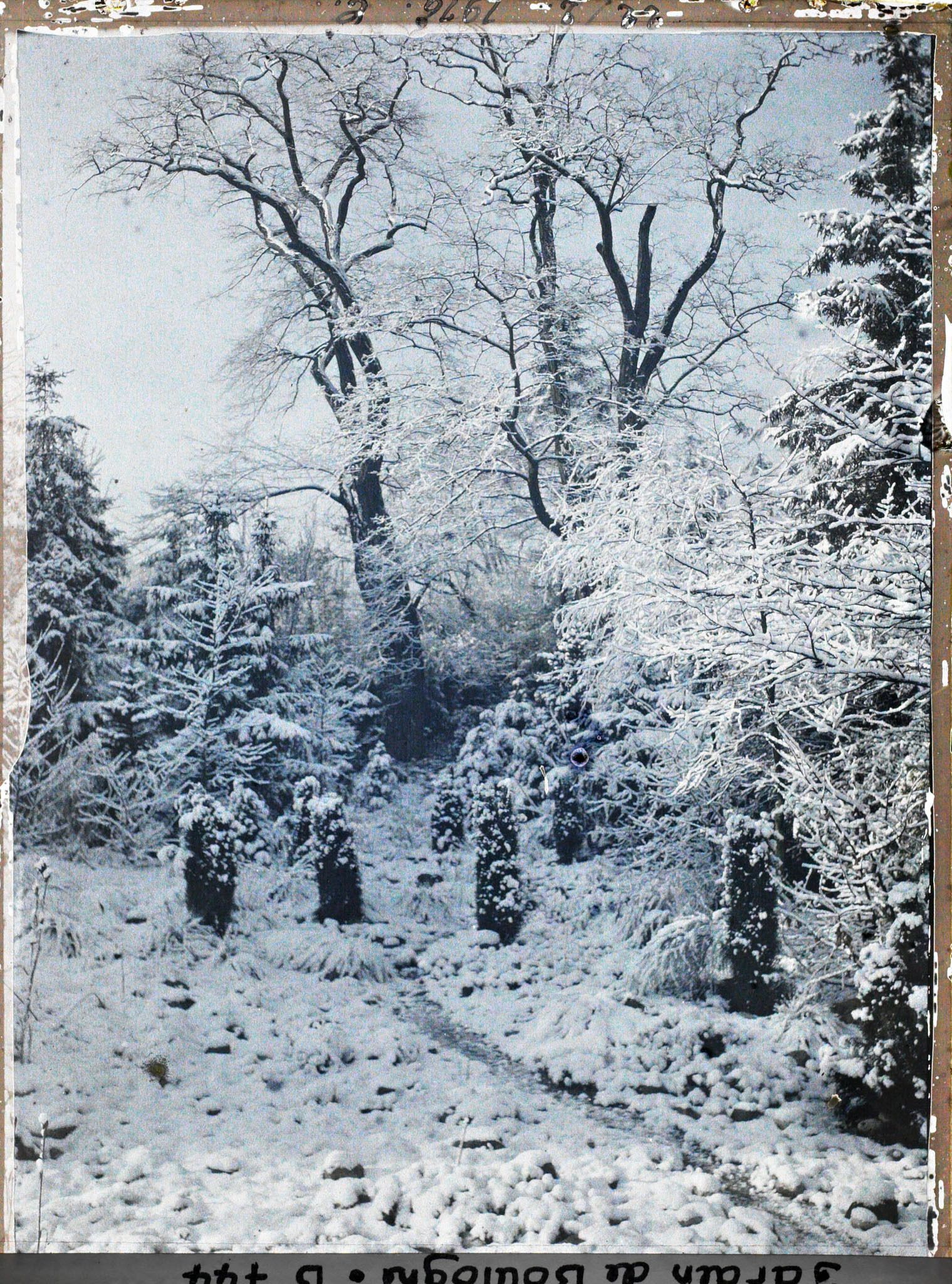 Image représentant Chemin sous la neige, ponctué de conifères et menant vers le fond du " jardin chinois "