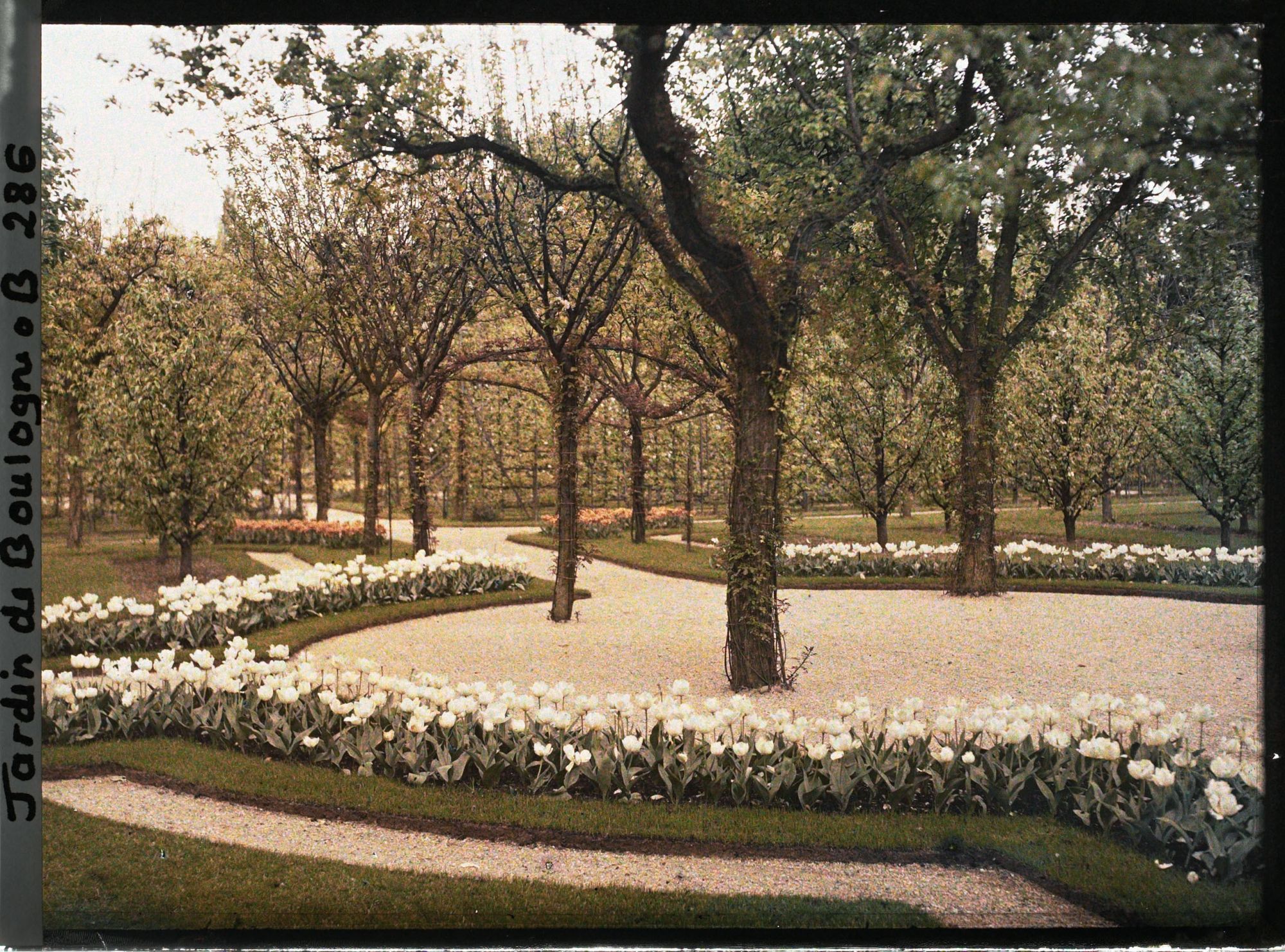 Image représentant Le verger-roseraie vu depuis le parterre nord-ouest du rond-point proche de la dépendance