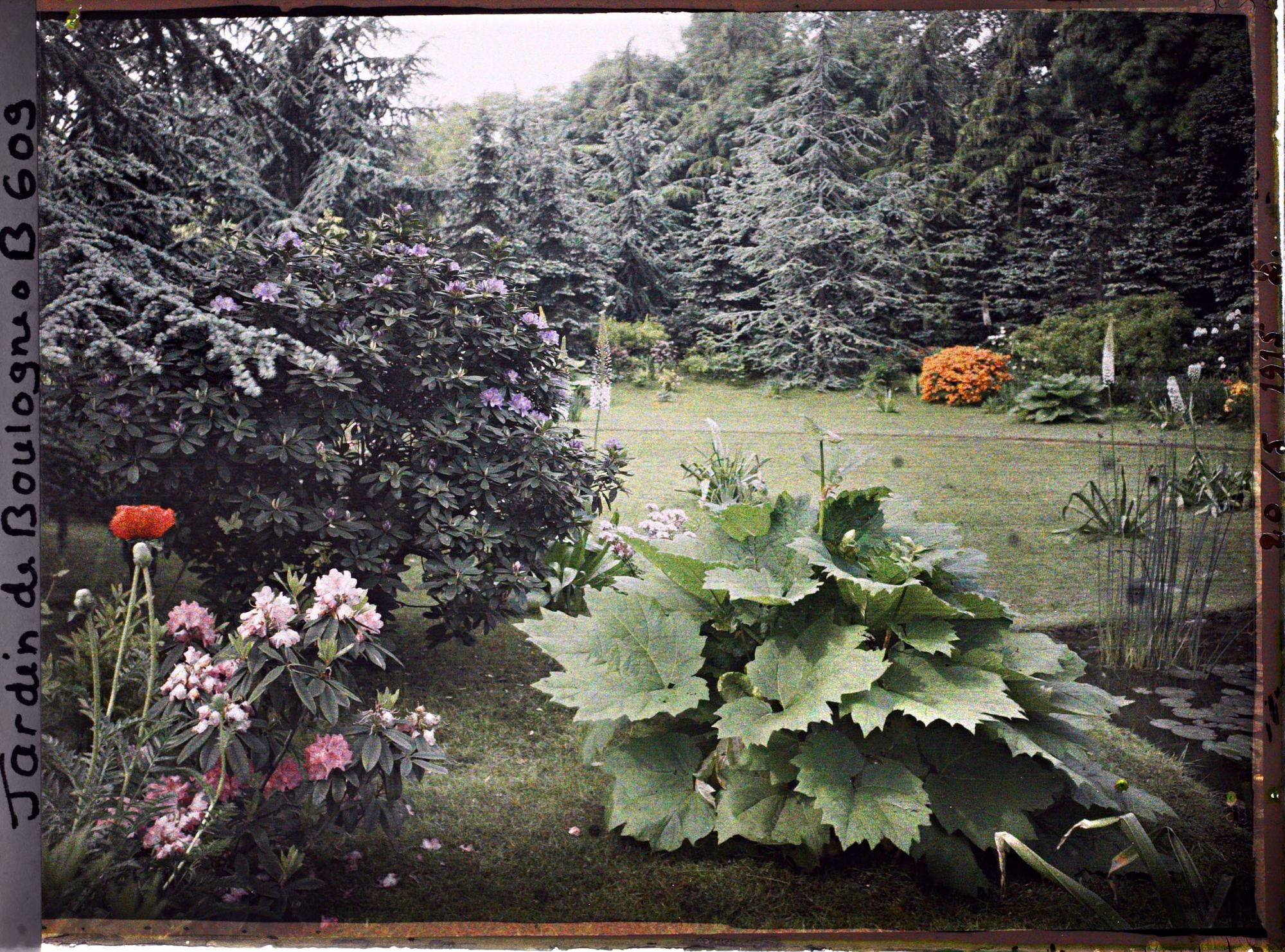 Image représentant Marais et forêt bleue