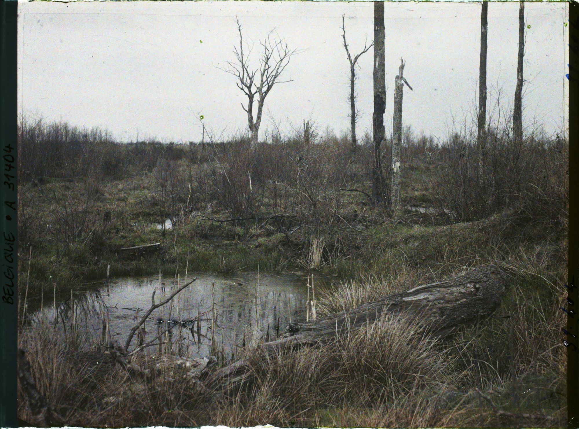 Image représentant Belgique, Forêt d' Houtuhlsd, Forêt d' Houtuhlsd; un aspect du sol et trous de marmites remplis d'eau
