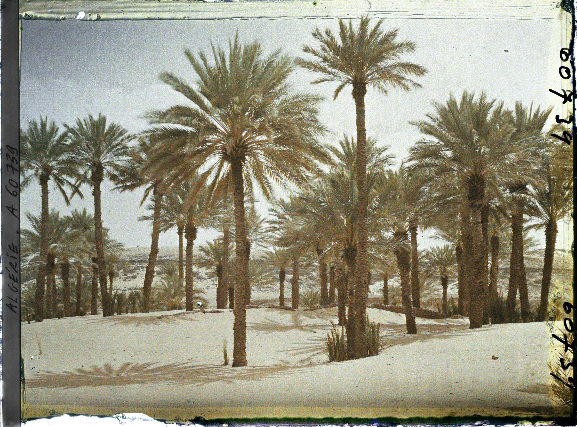 Image représentant Dans l'oasis